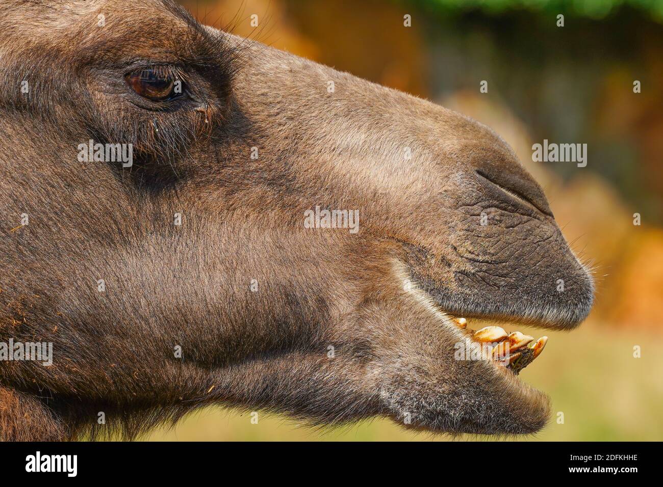 camel-skin-hi-res-stock-photography-and-images-alamy