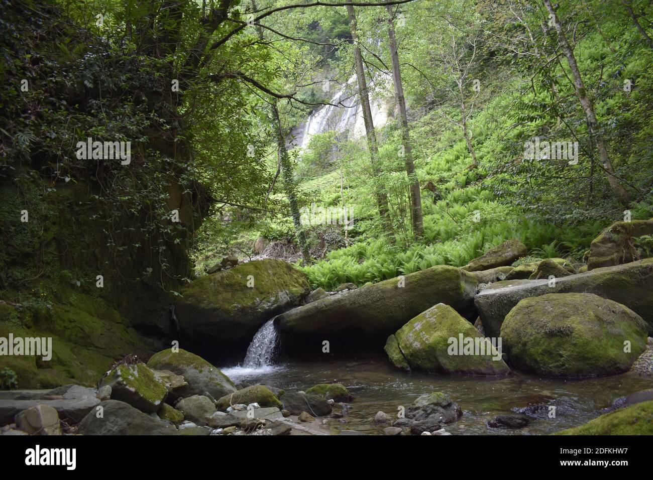 A small water stream flowing through mossy irregular stones in a dense ...