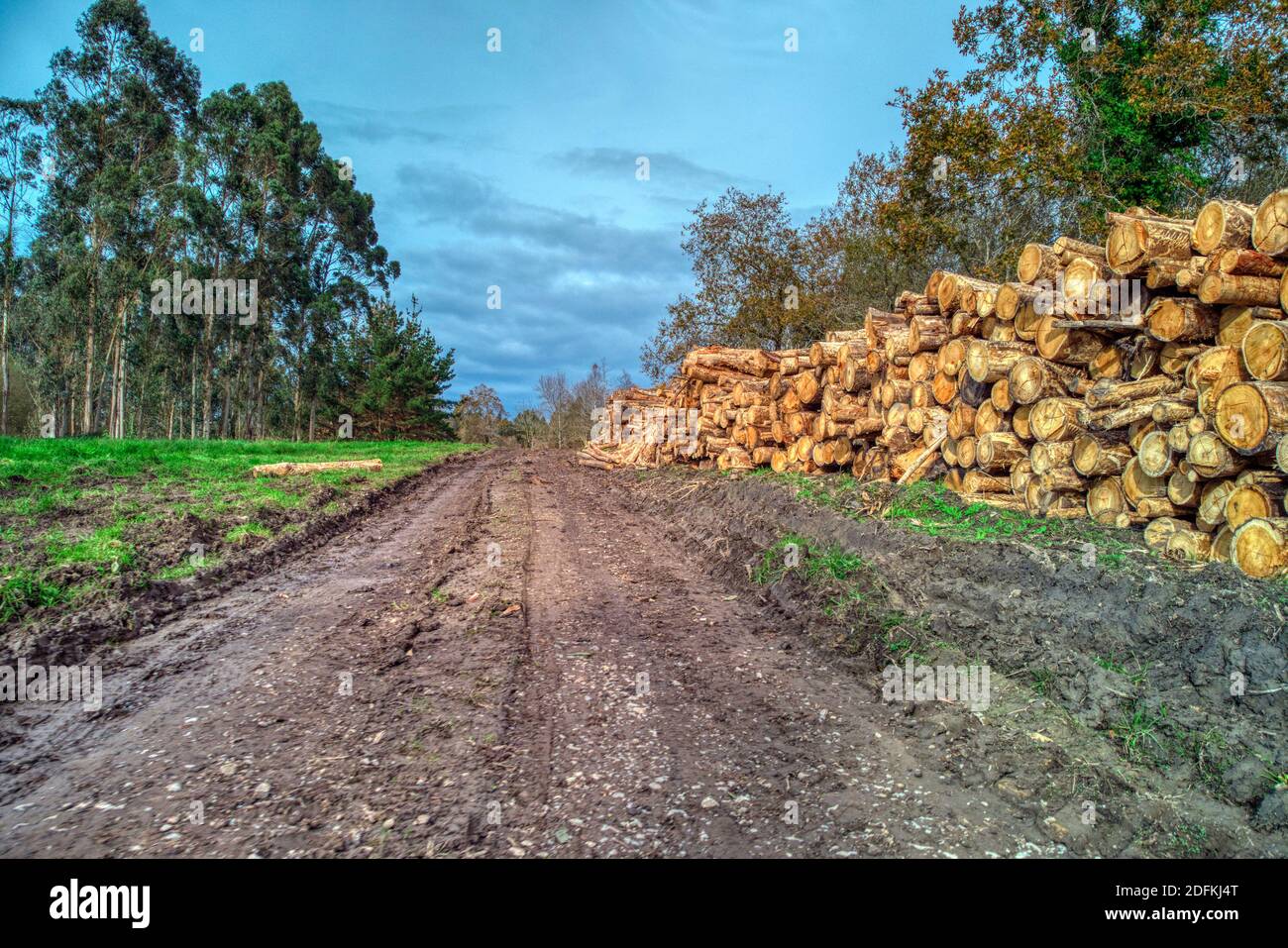 Piled eucalyptus tree logs in forest. Stacks of cut wood. Wood logs, timber logging, industrial destruction. Forests illegal disappearing. Illegal def Stock Photo