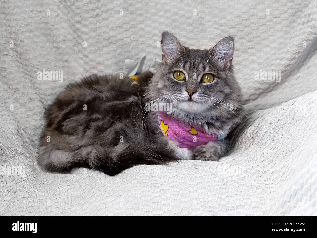 Portrait of a gray cat in a medical blanket after a surgical operation Stock Photo