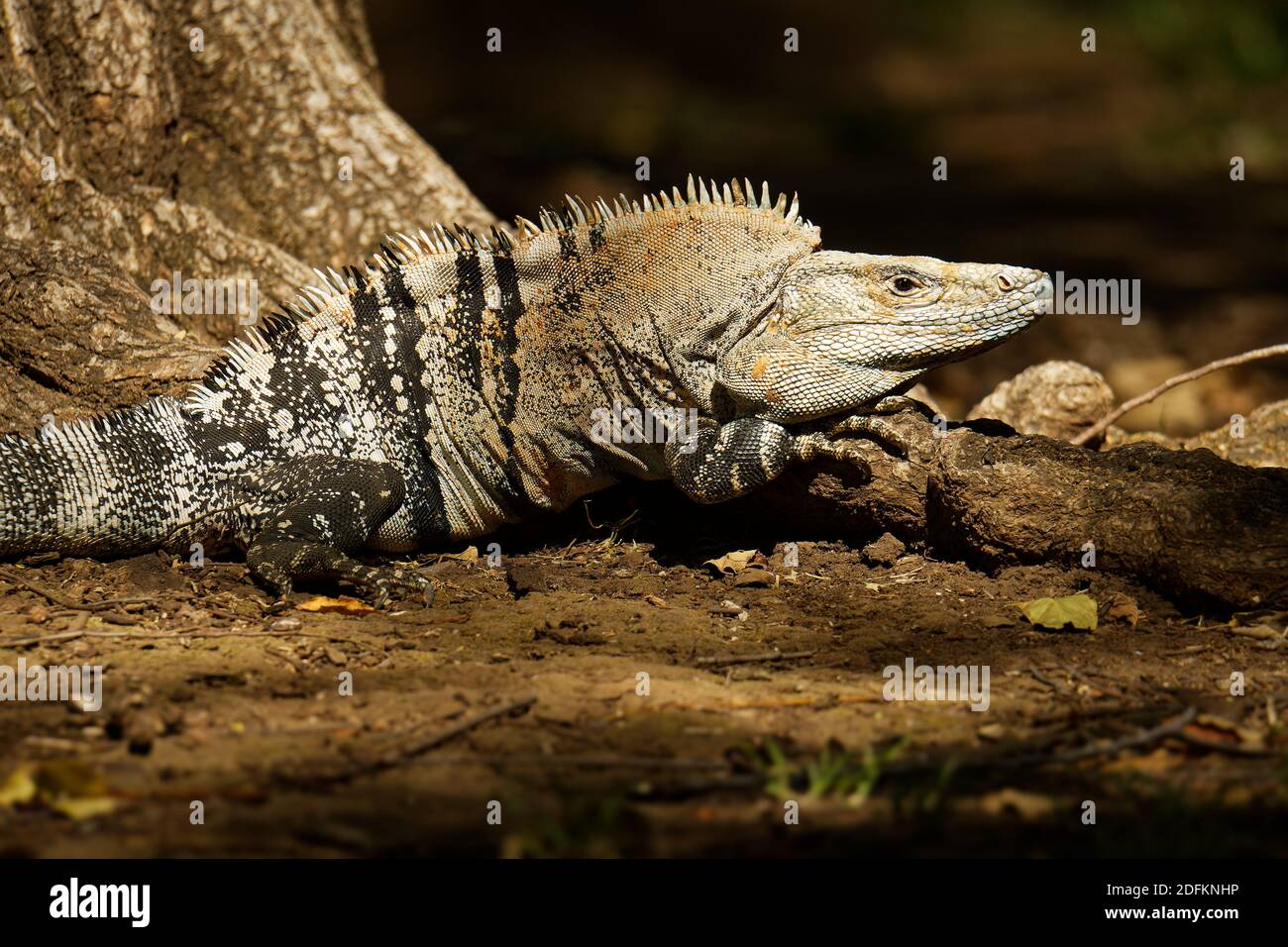 Ctenosaura similis, known as black spiny-tailed iguana, black iguana or ...