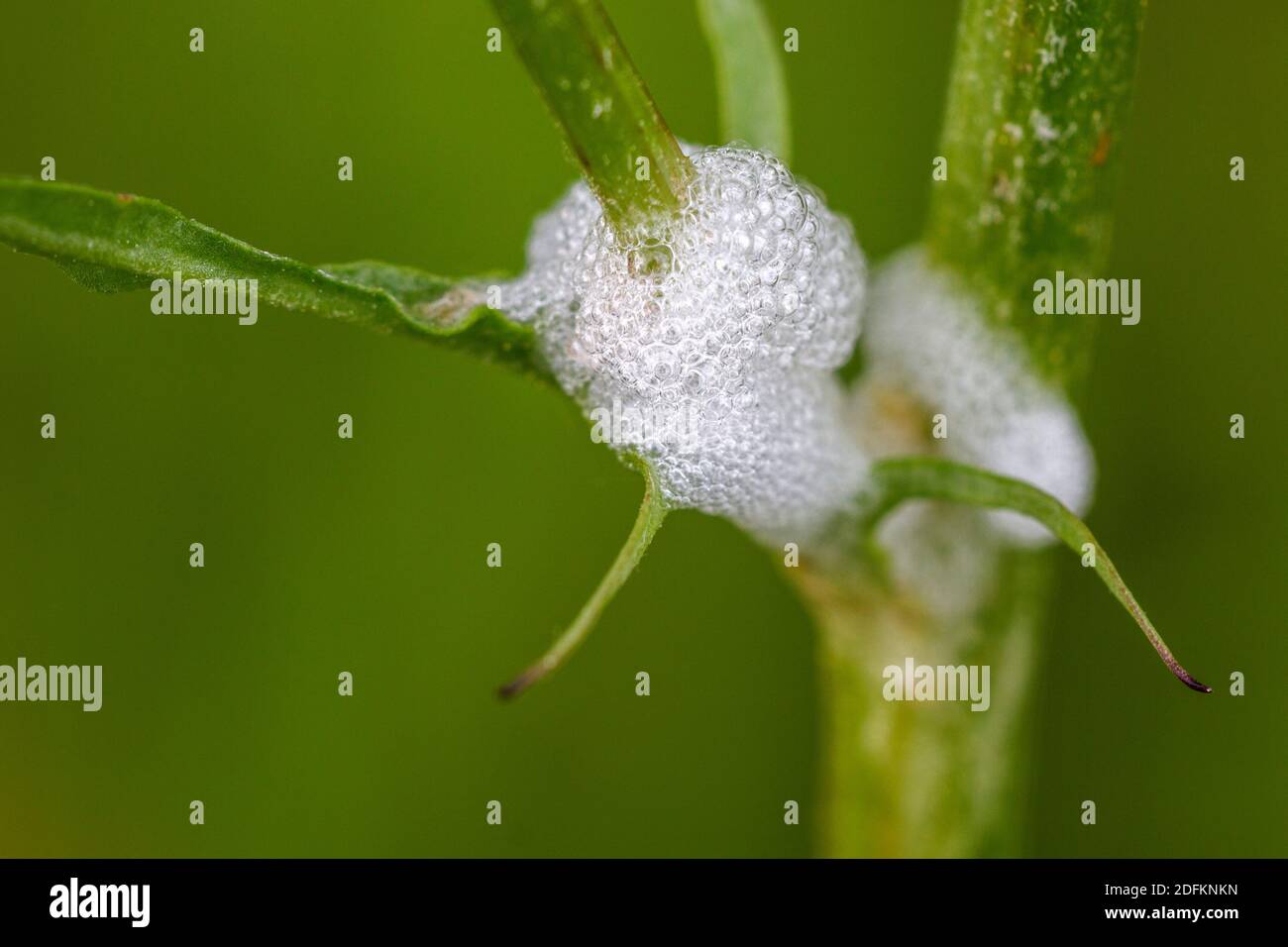 Schaum der Wiesenschaumzikade (Philaenus spumarius) Stock Photo