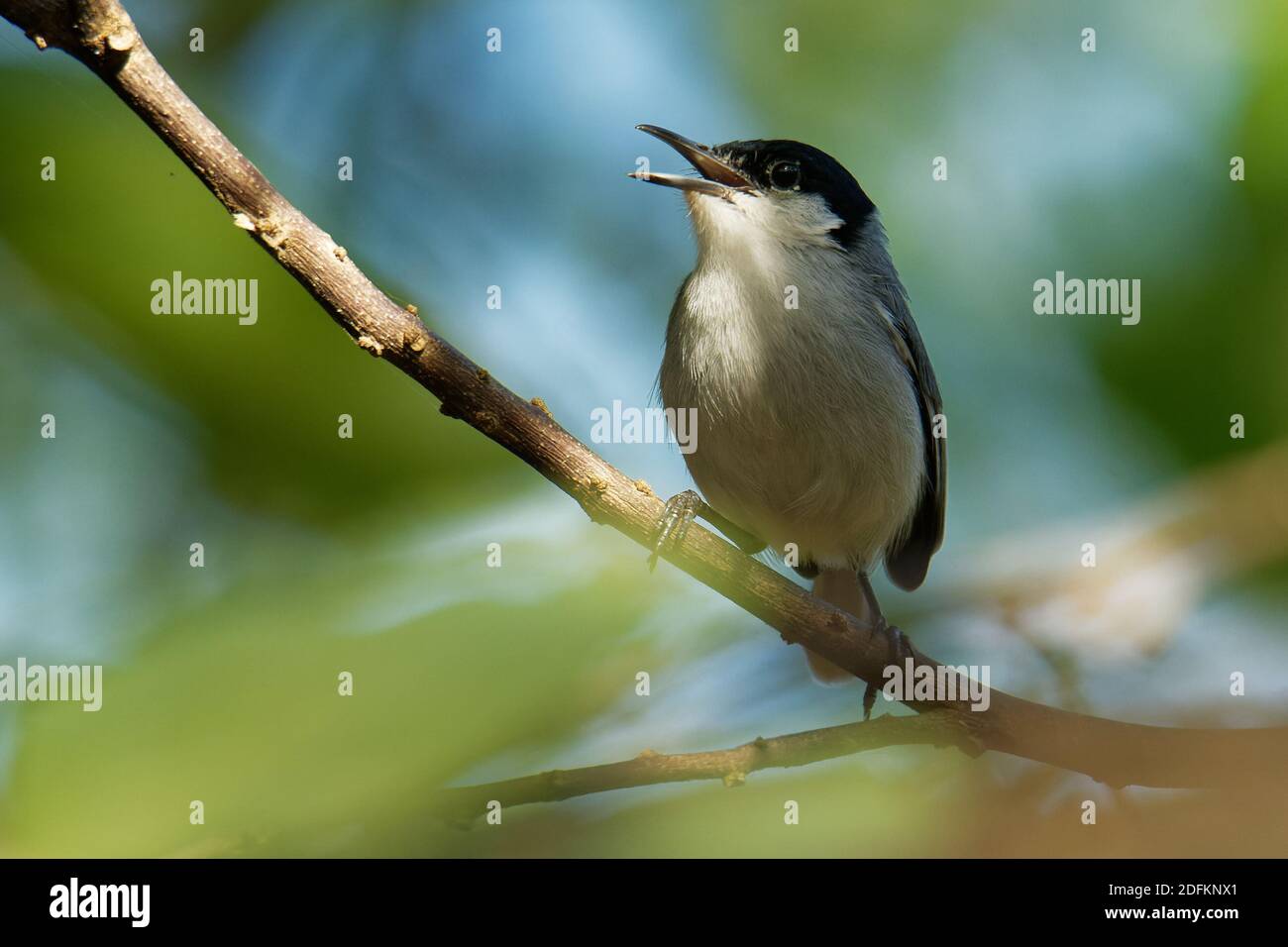 Black-capped Gnatcatcher - Polioptila nigriceps, bird is blue-grey on the upperparts with white underparts, long slender bill and a long black tail wi Stock Photo