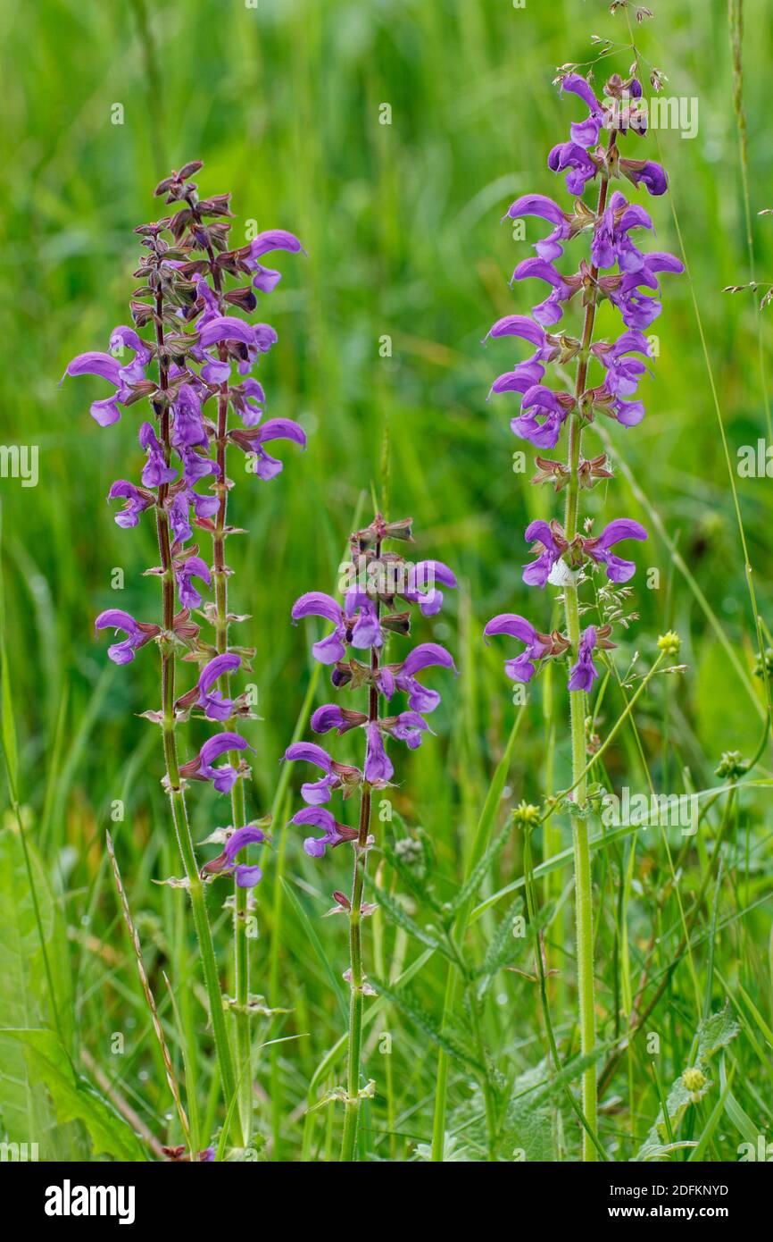 Wiesensalbei (Salvia pratensis Stock Photo Alamy