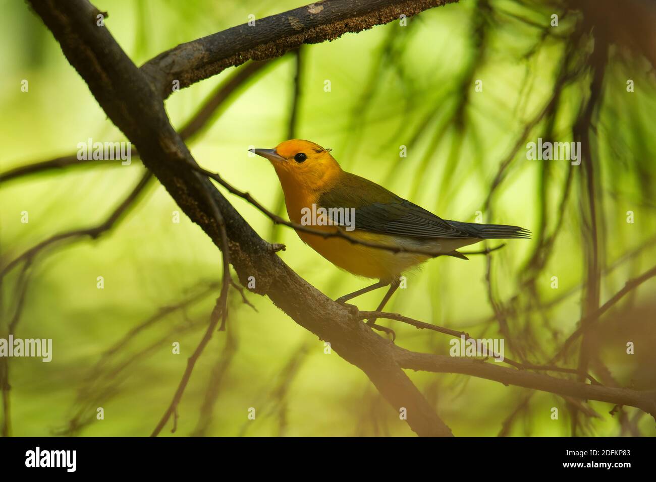 Prothonotary warbler - Protonotaria citrea small yellow songbird of the New World warbler family, the only member of the genus Protonotaria, bird on t Stock Photo