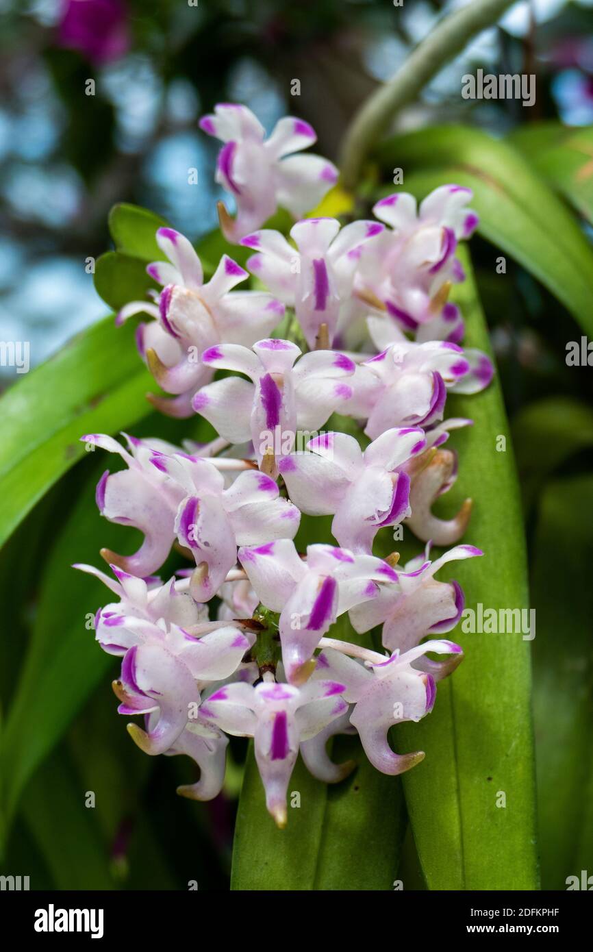 Aerides Lawrenceae Orchid. Close up in Anchieta, State of Espirito Santo, Brazil. Stock Photo