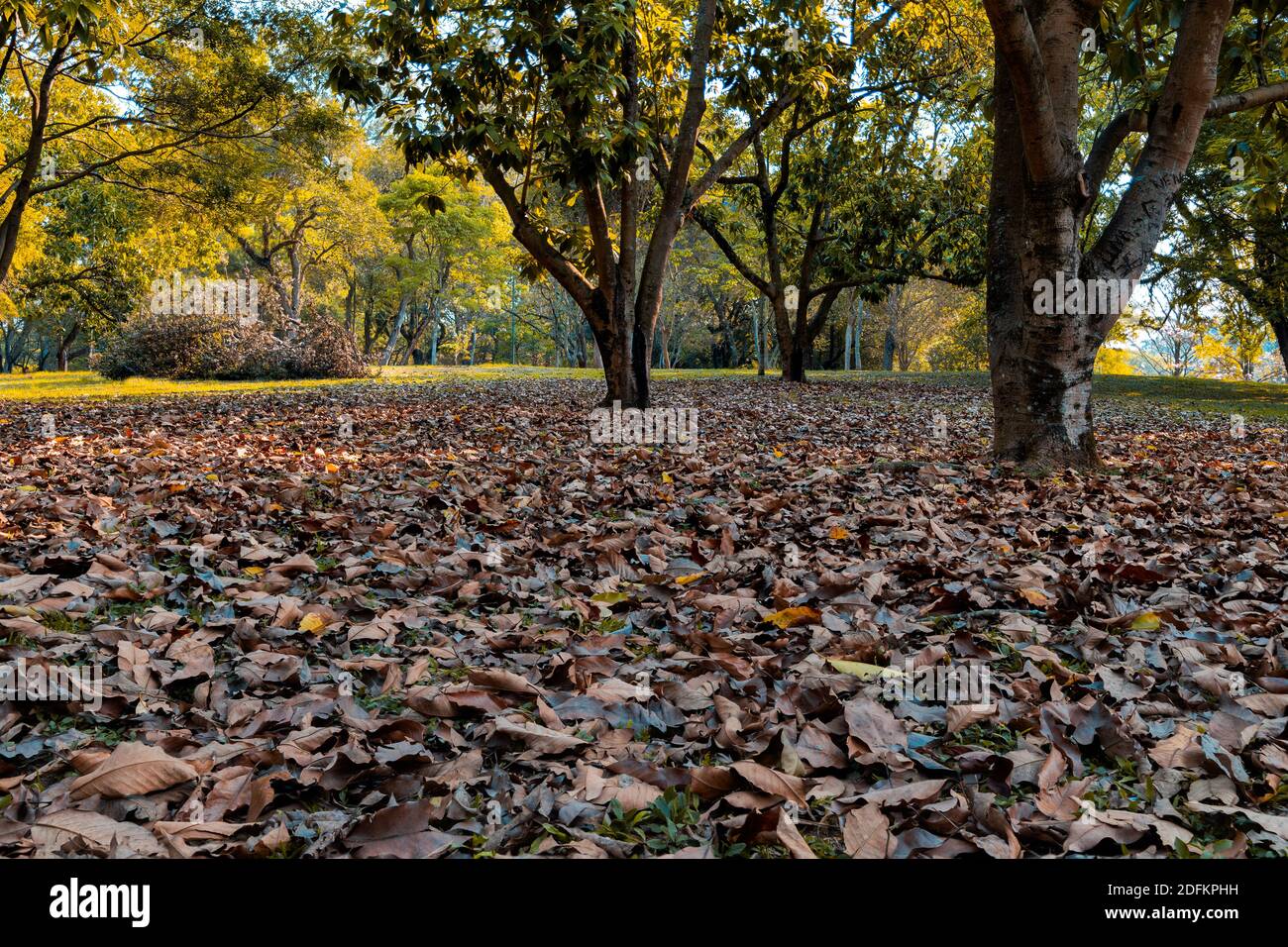 still life landscape with many leaves fallen to the ground Stock Photo