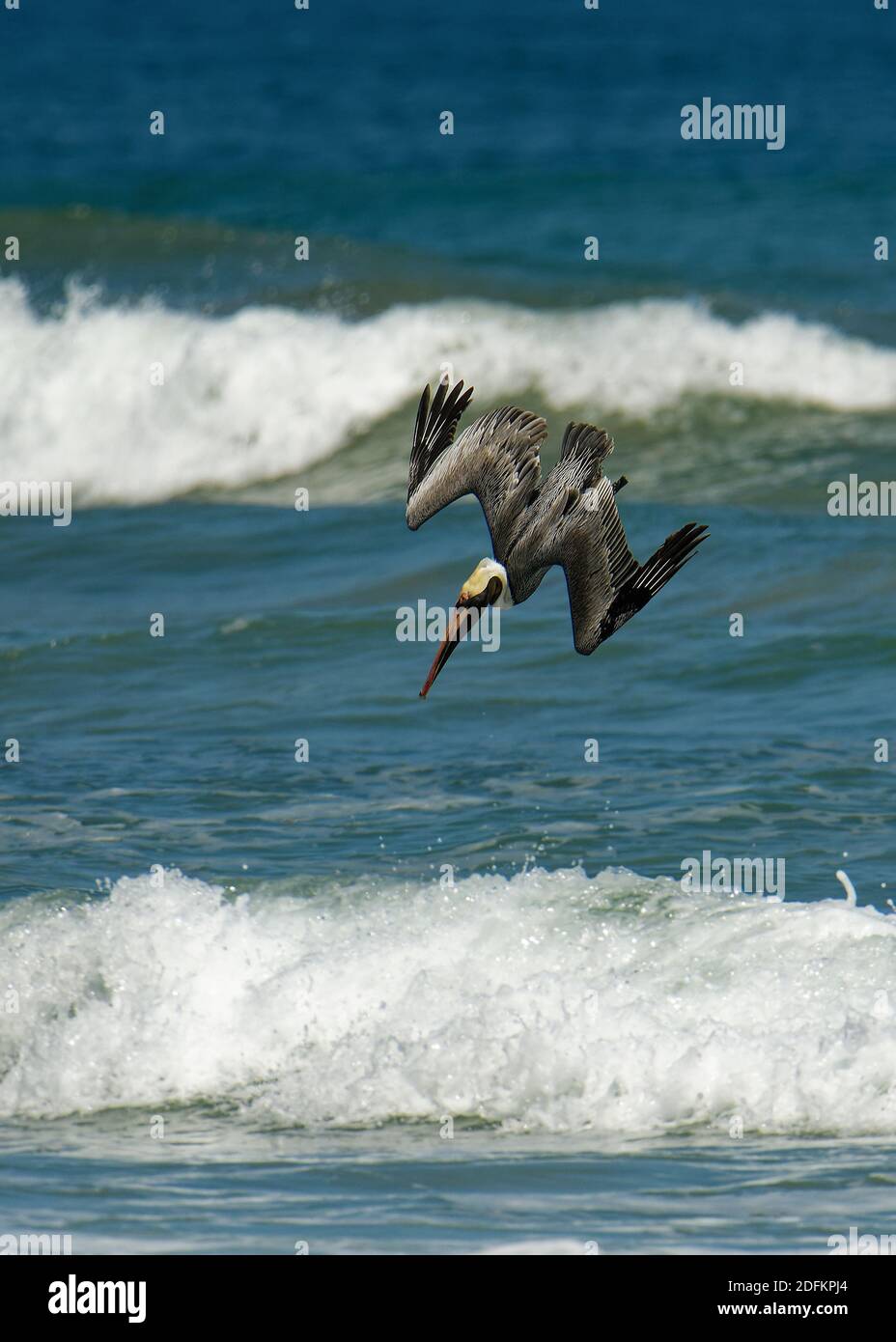 Brown pelican - Pelecanus occidentalis big bird of the pelican family, Pelecanidae, feed and hunt by diving into water. Flying and fishing, kamikaze t Stock Photo