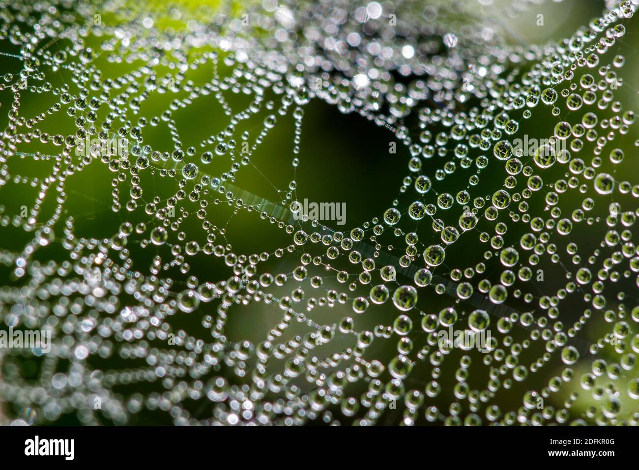 Tautropfen auf einem Spinnenetz Stock Photo