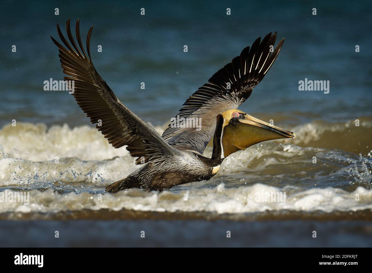 Brown pelican - Pelecanus occidentalis big bird of the pelican family, Pelecanidae, feed and hunt by diving into water. Flying and fishing, kamikaze t Stock Photo