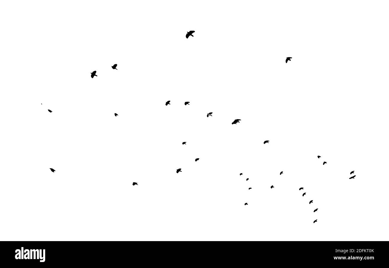 A flock of flying birds. Vector illustration Stock Vector