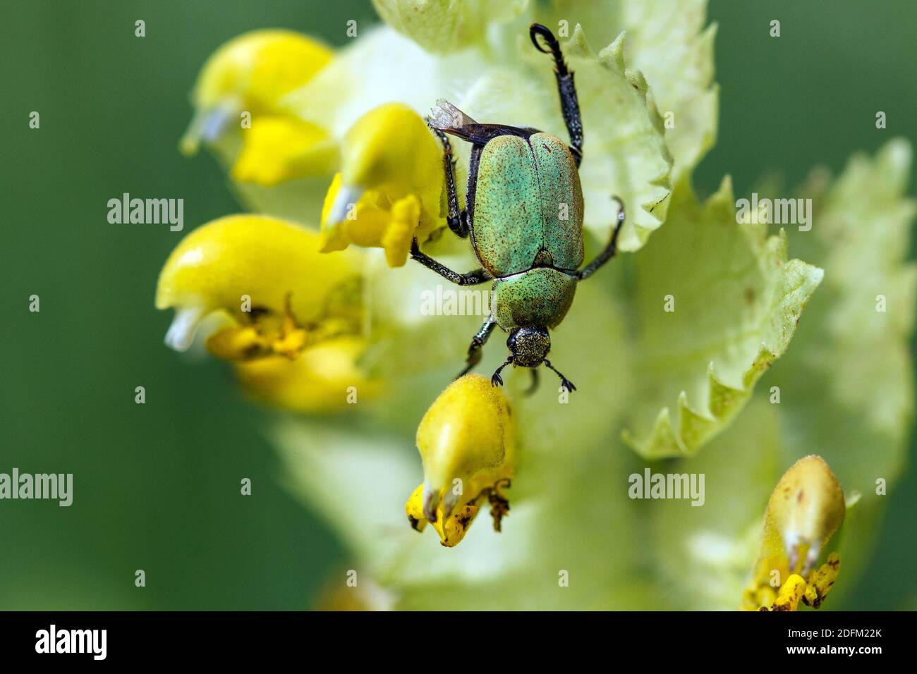 Goldstaub-Laubkäfer (Hoplia argentea) Stock Photo