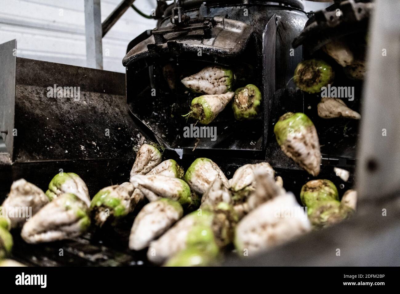 Sugard beetroots on a conveyor belt on a production line to go throught ...