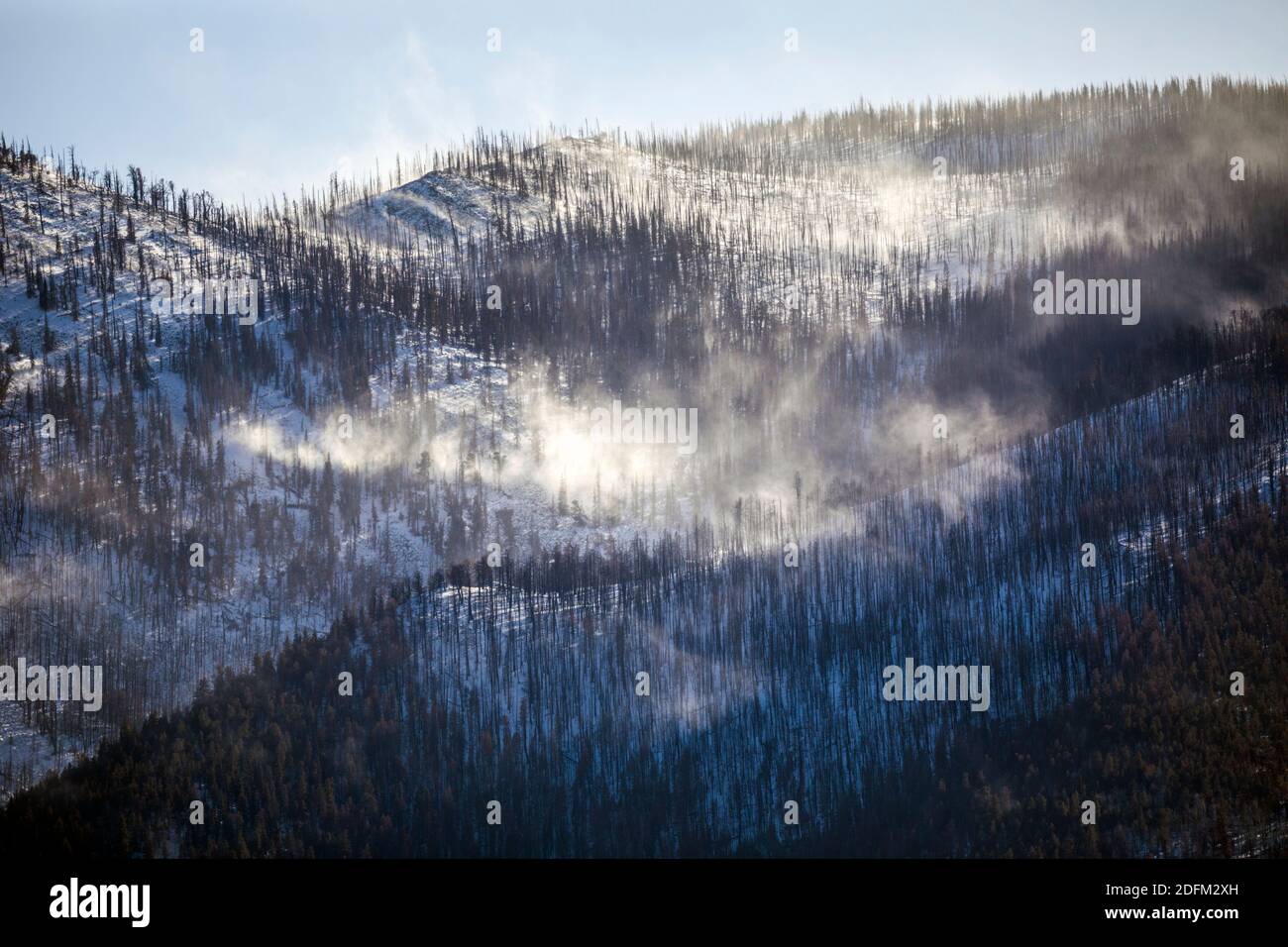 Dead trees ravaged by forest fire; winds blowing snow; Methodist