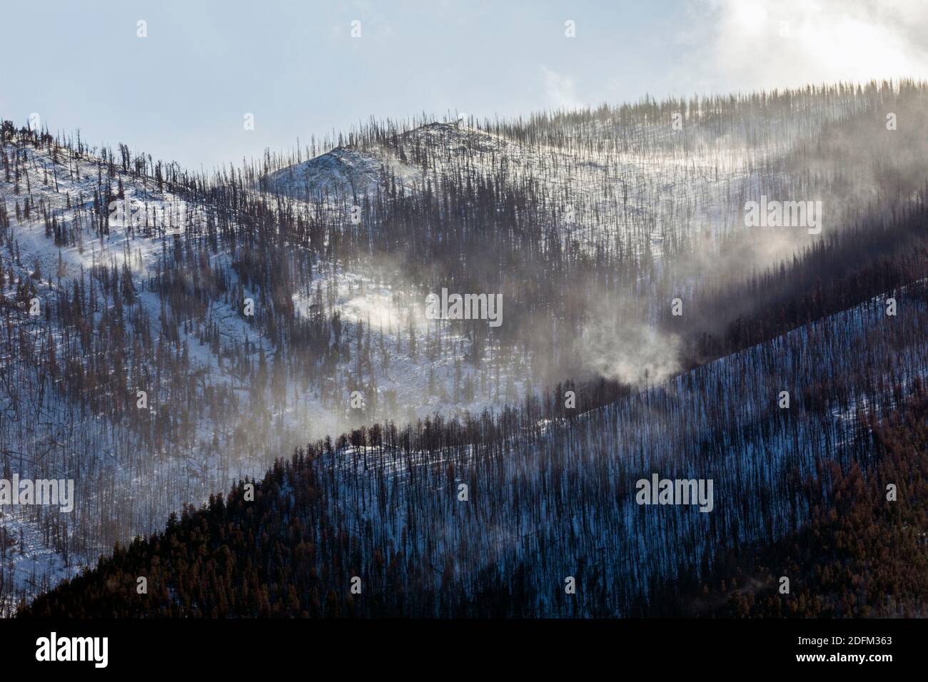 Dead trees ravaged by forest fire; winds blowing snow; Methodist ...
