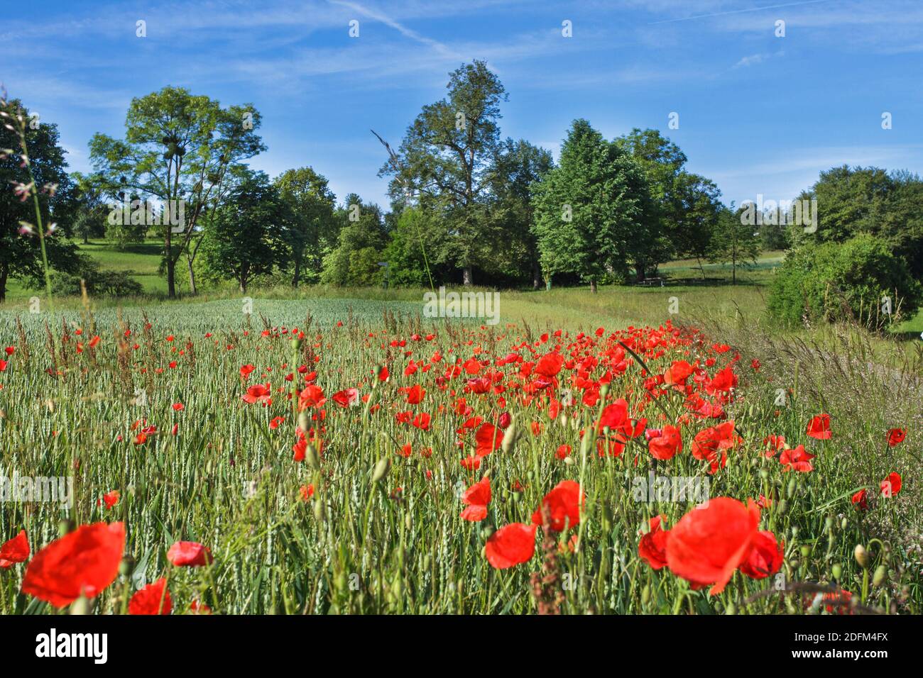Landschaft in Notzingen-Wellingen, BW, Deutschland Stock Photo