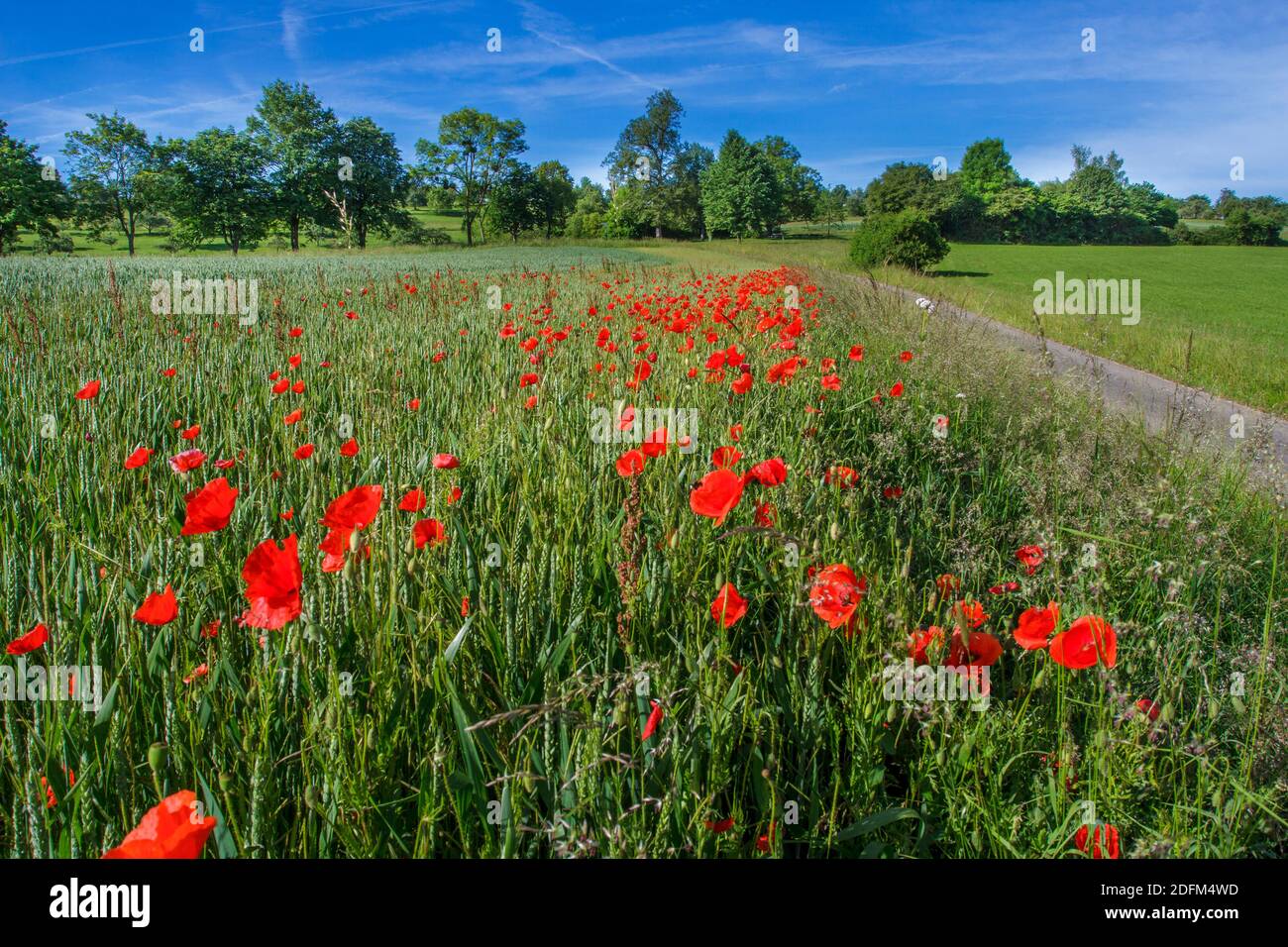 Landschaft in Notzingen-Wellingen, BW, Deutschland Stock Photo