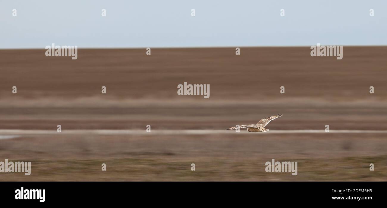 owl in flight, over the desert Stock Photo - Alamy
