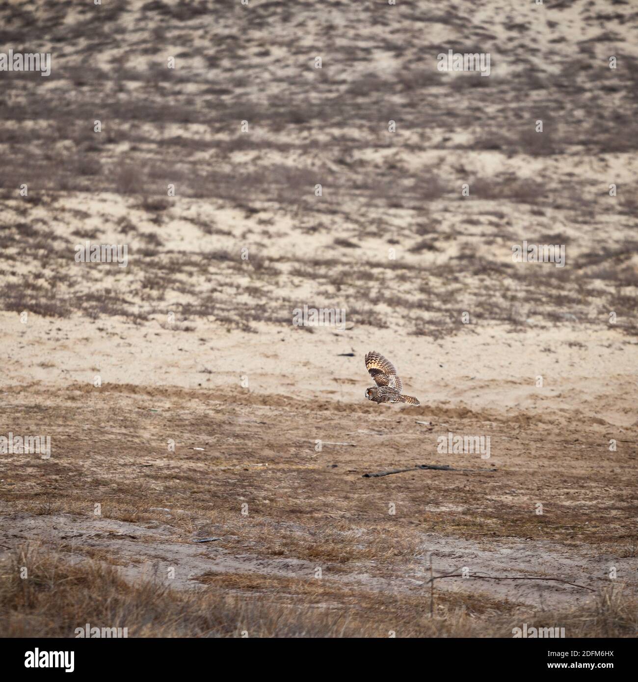 owl in flight, over the desert Stock Photo - Alamy