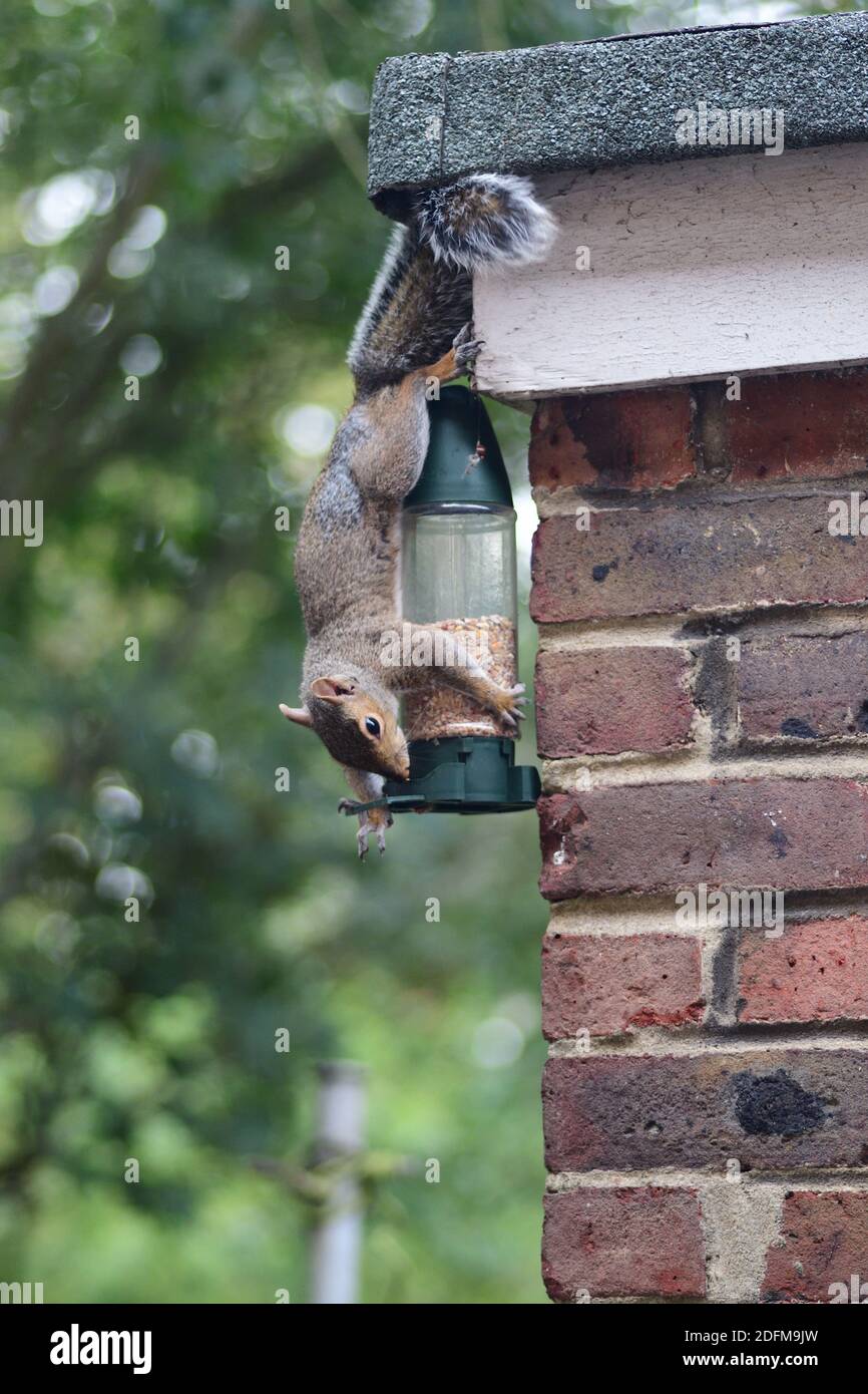 Grey Squirrel Hanging Upside down on a Bird Feeder, Nut Feeder Stock