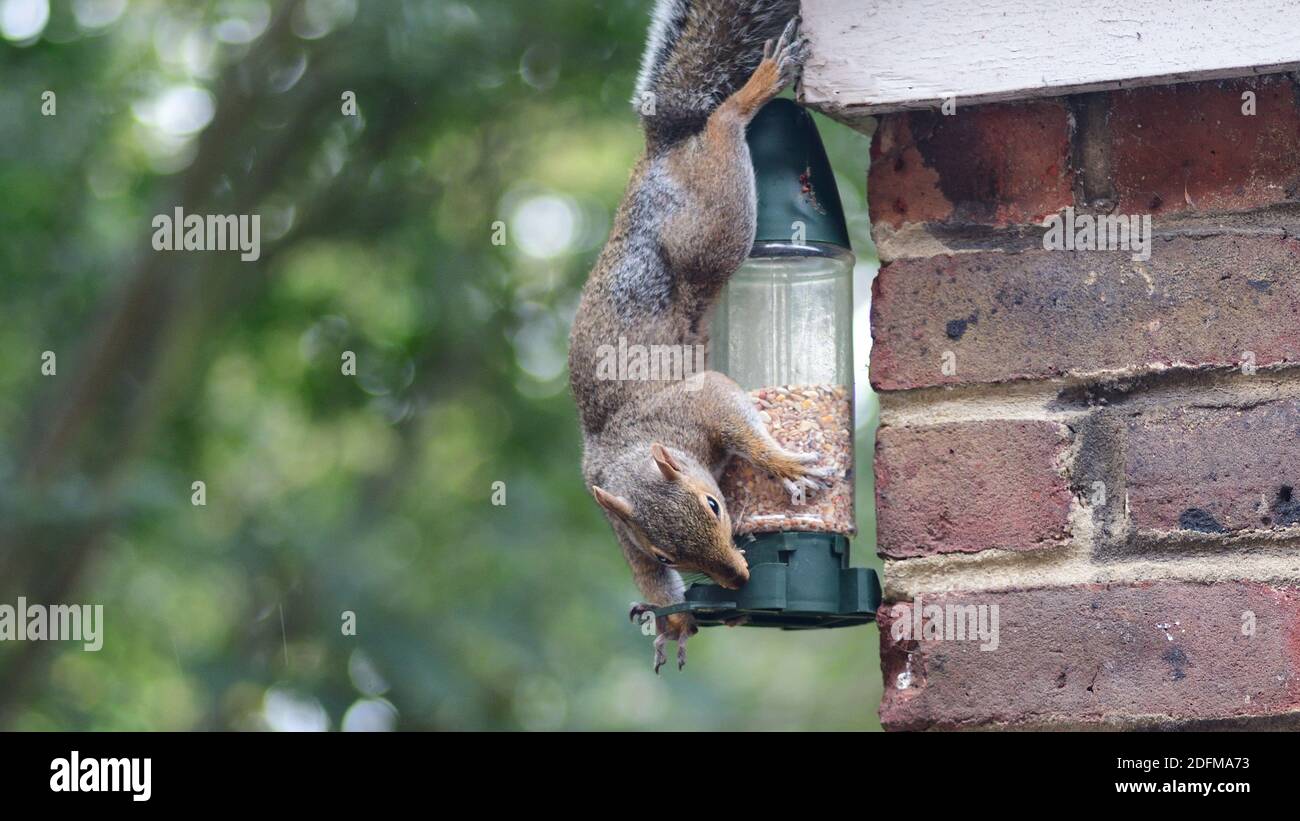 Grey Squirrel Hanging Upside down on a Bird Feeder, Nut Feeder Stock Photo