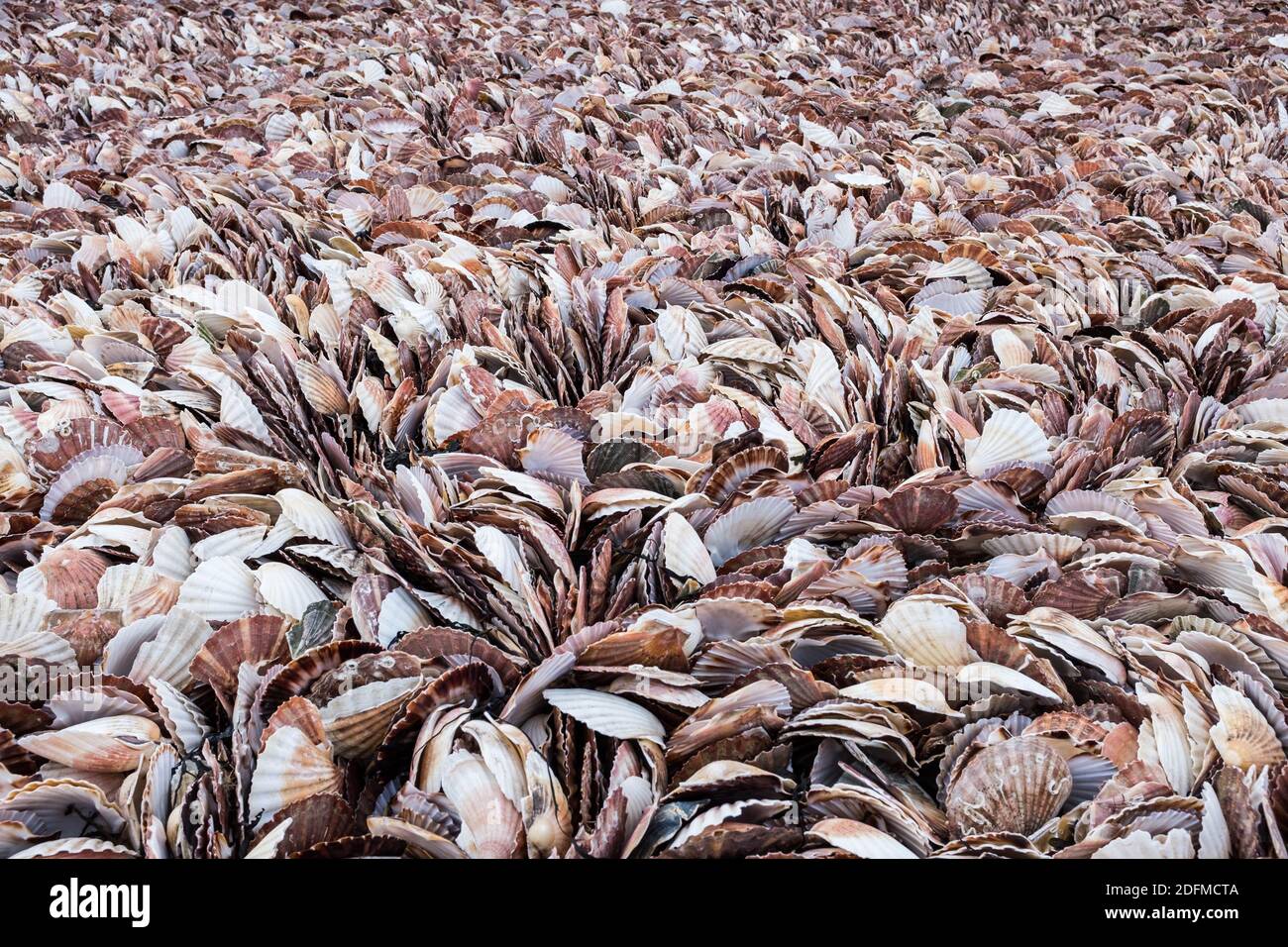 000 tonnes of fish hi-res stock photography and images - Alamy