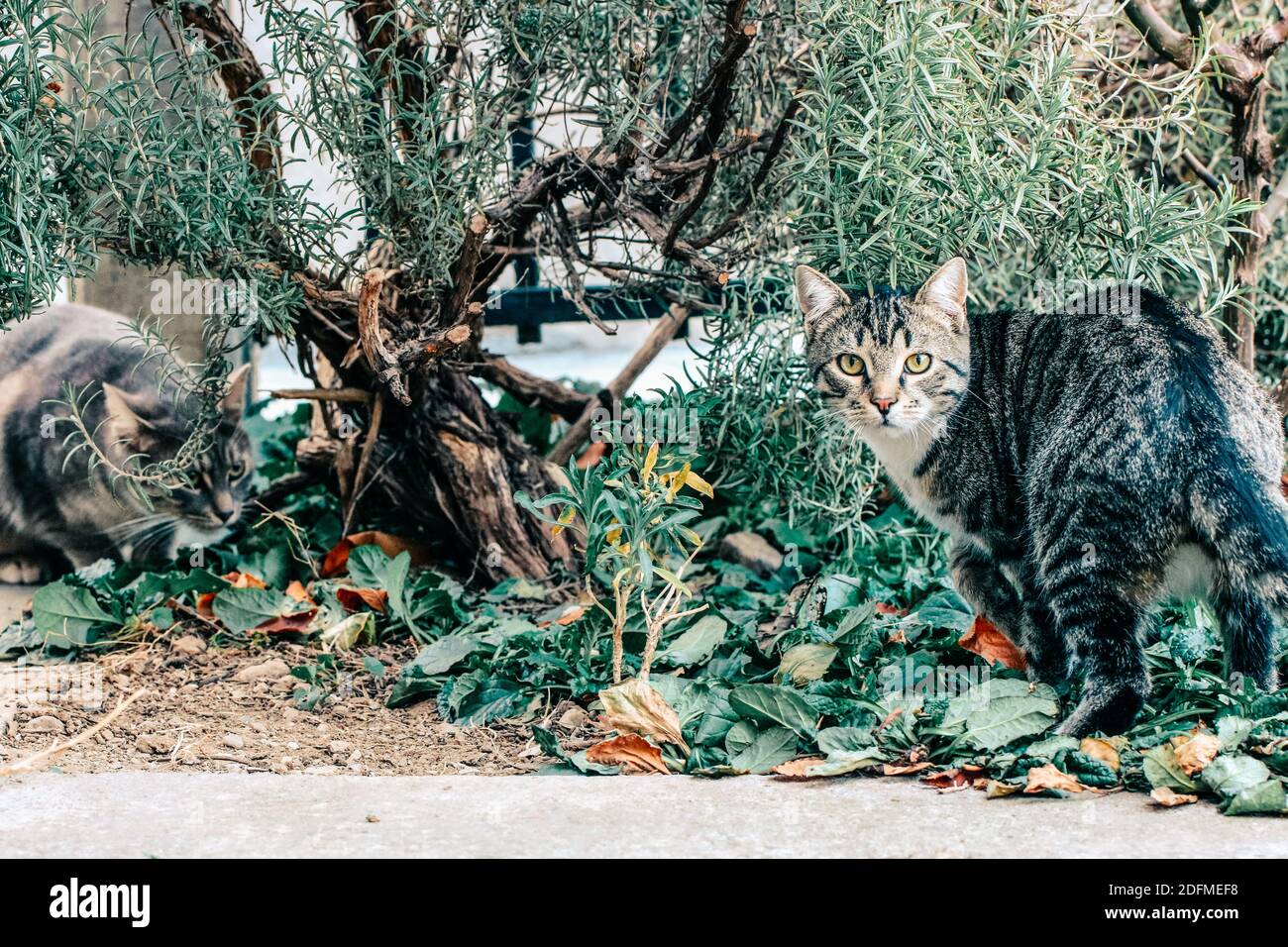 Two cats playing in the garden Stock Photo