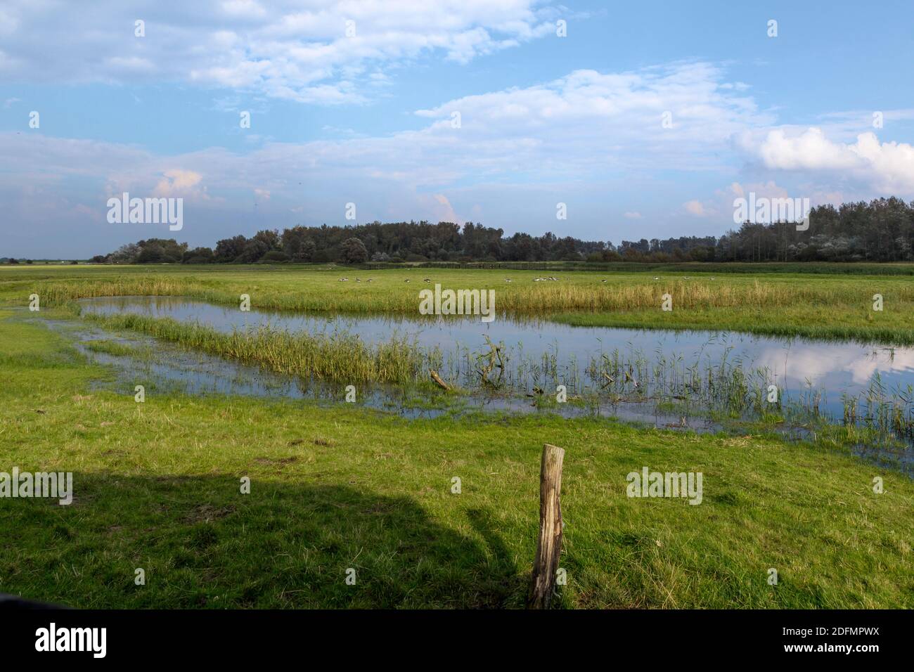 Feuchtwiesen, Katinger Watt, Nordfriesland Stock Photo