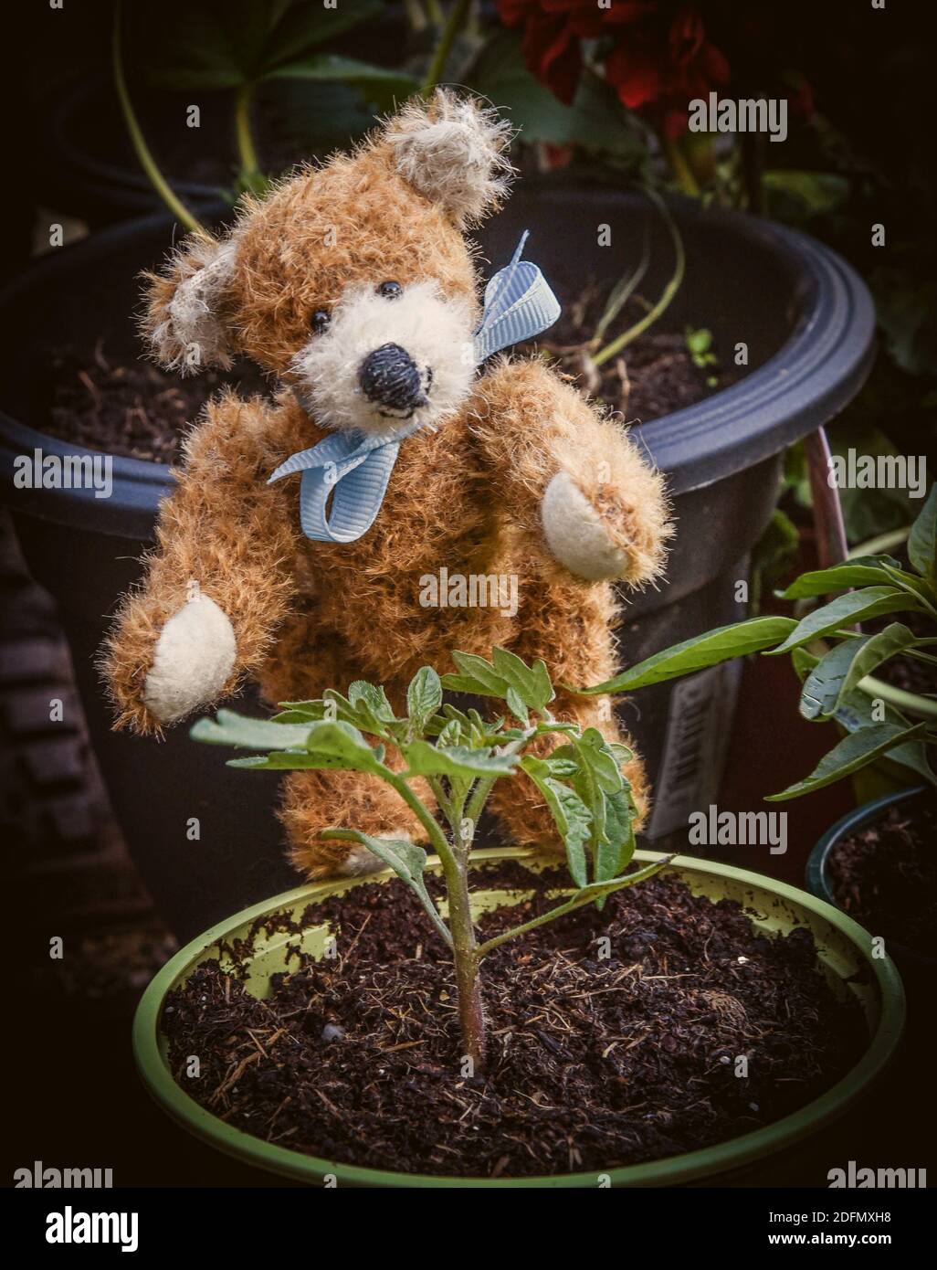 Homemade teddy bear with a small tomato plant in the garden. Stock Photo