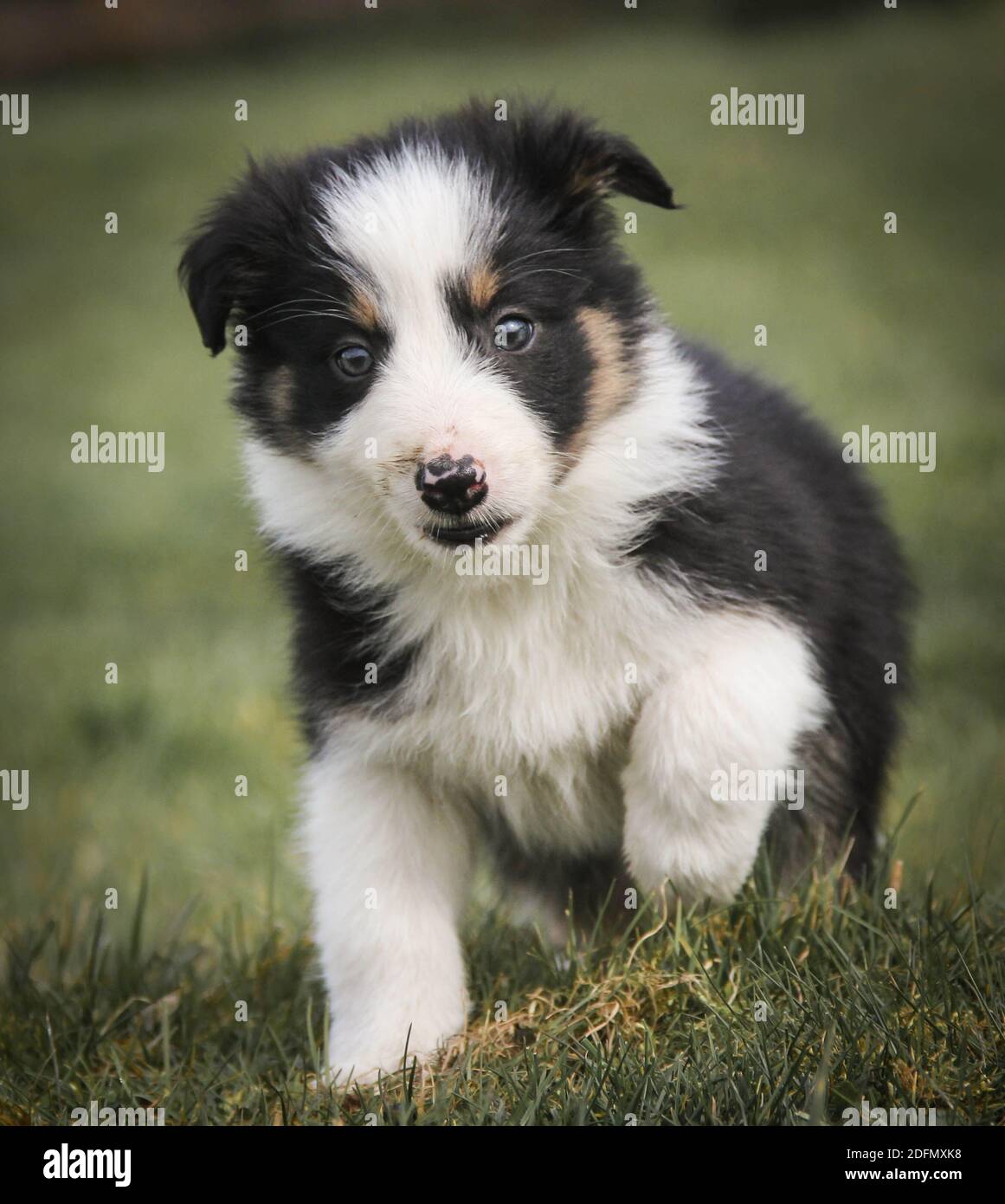 Curious young border collie puppy walking towards camera Stock Photo
