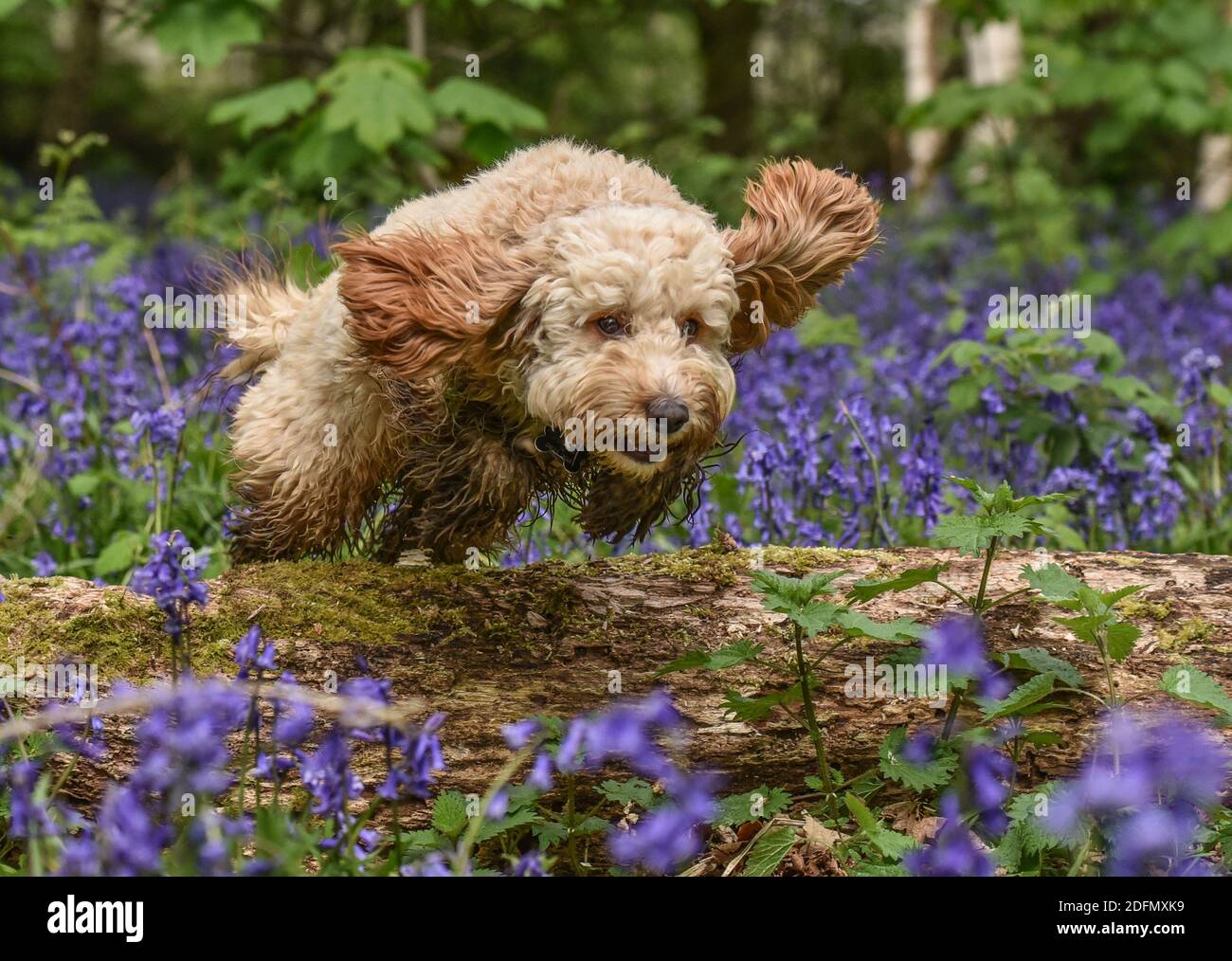 Happy golden cockapoo jumping over a log in the bluebell woods in Spring Stock Photo