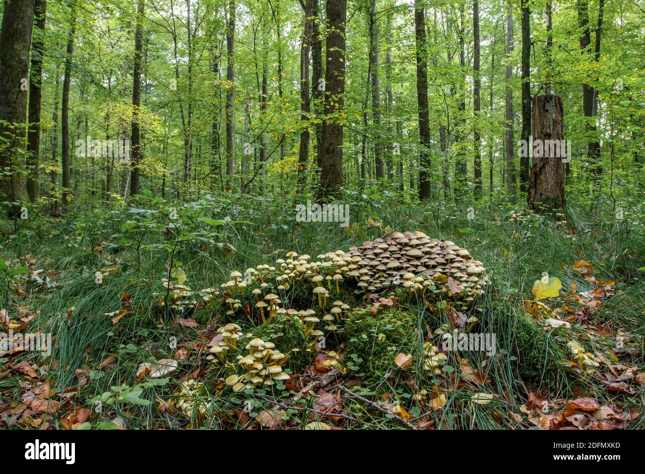 Pilze im Wald an morschem Baumstamm Stock Photo