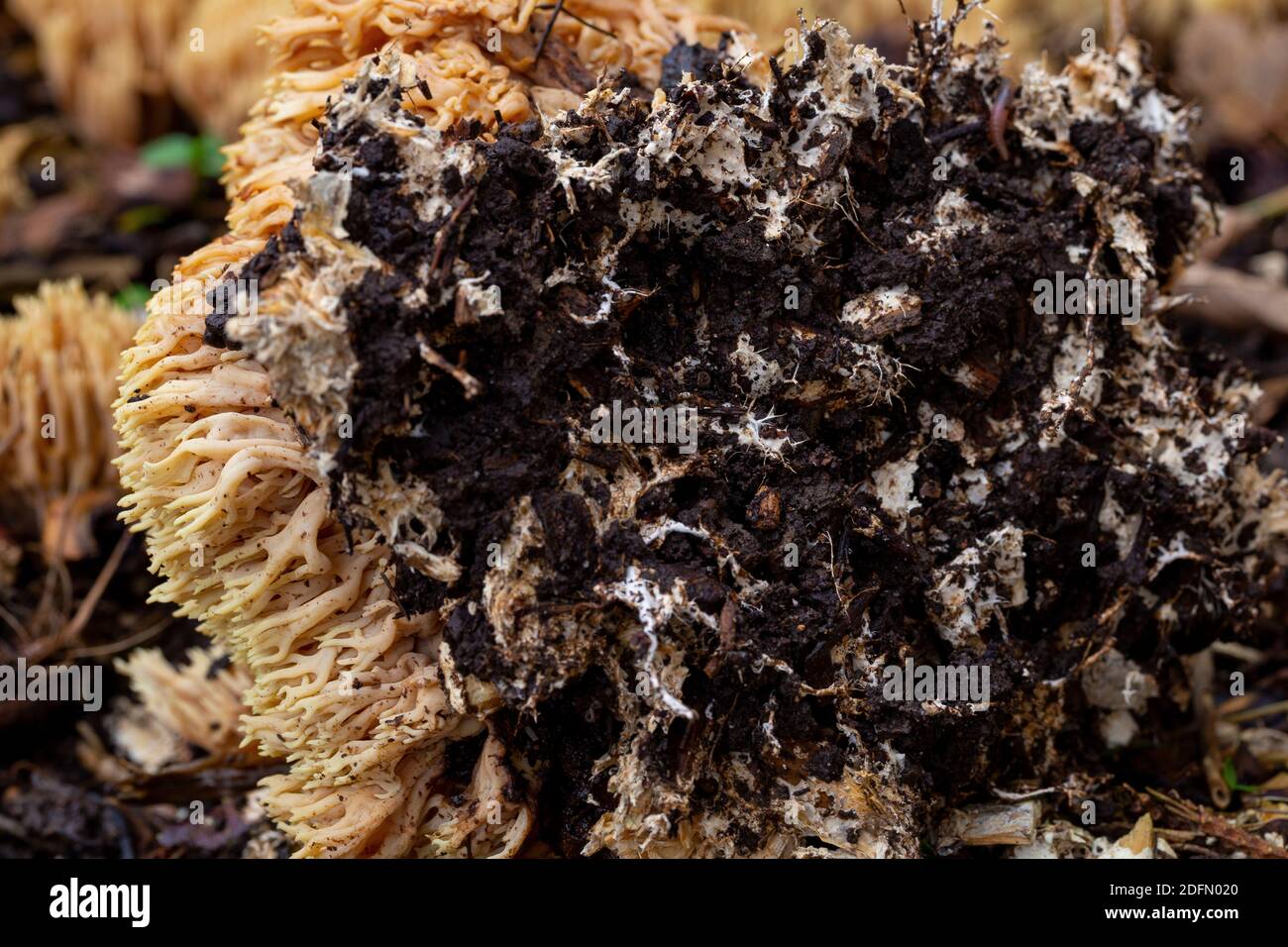 Ramaria stricta substrate Stock Photo