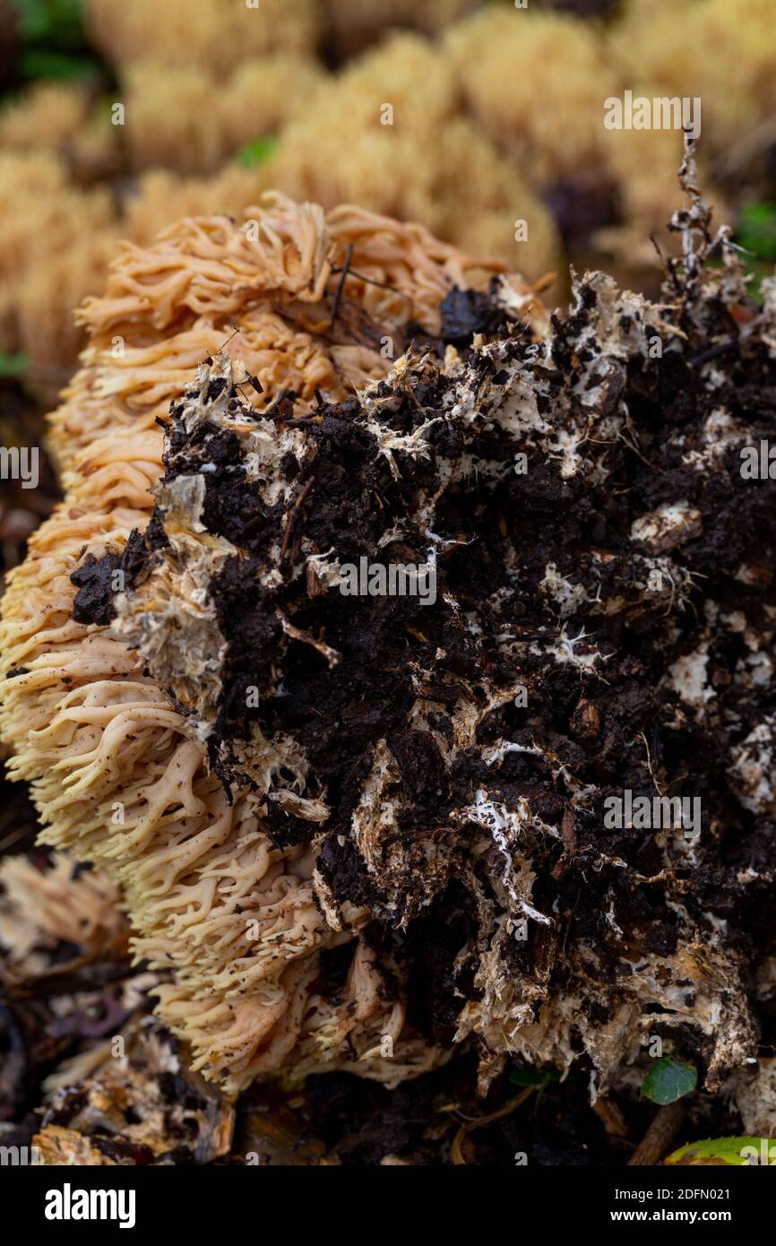 Ramaria stricta substrate Stock Photo