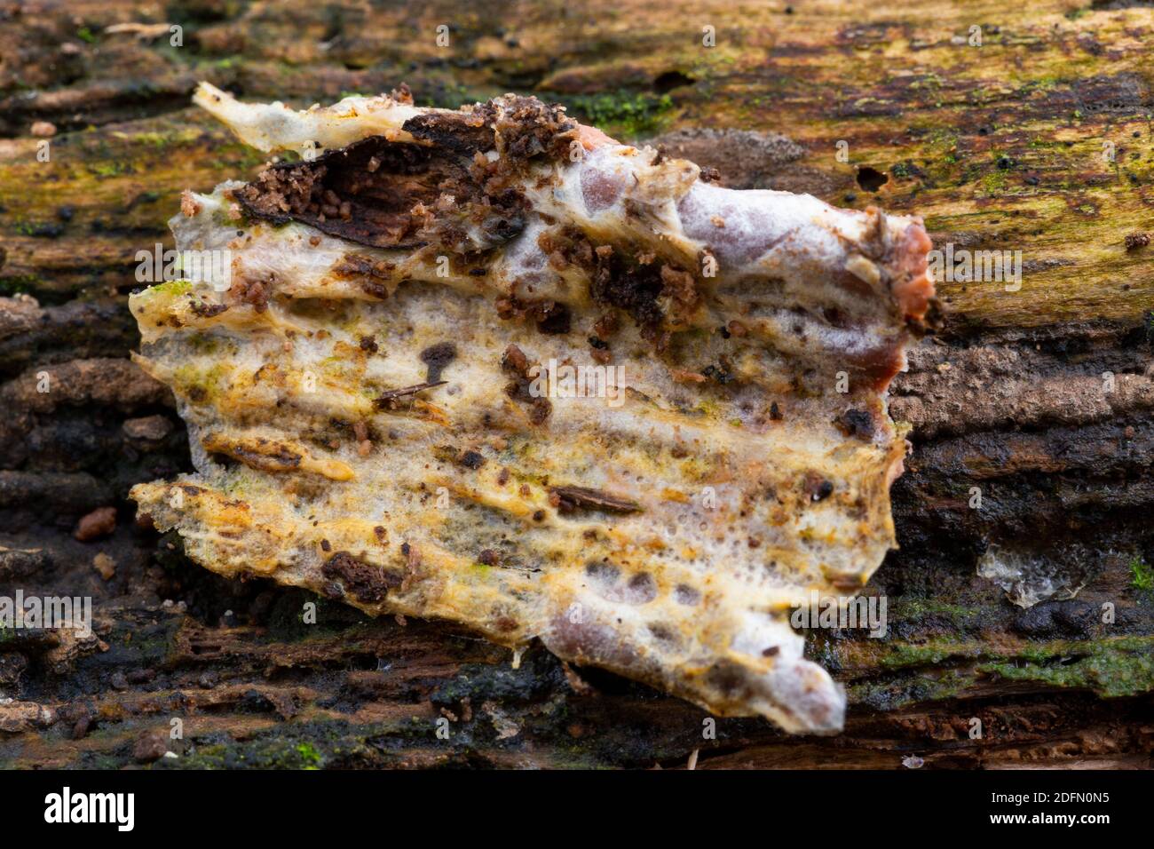 Underside of Dictydiaethalium plumbeum Stock Photo