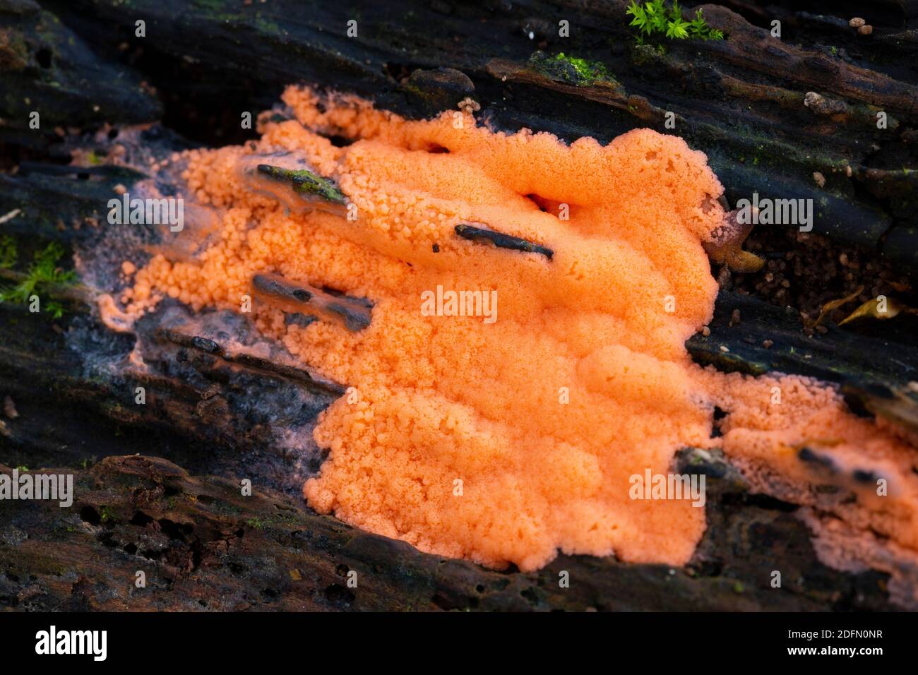Tubifera ferruginosa Stock Photo