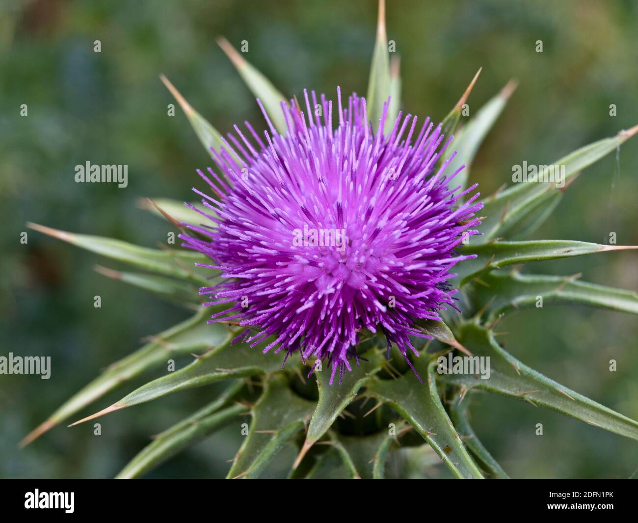 A thistle with a purple flower Stock Photo