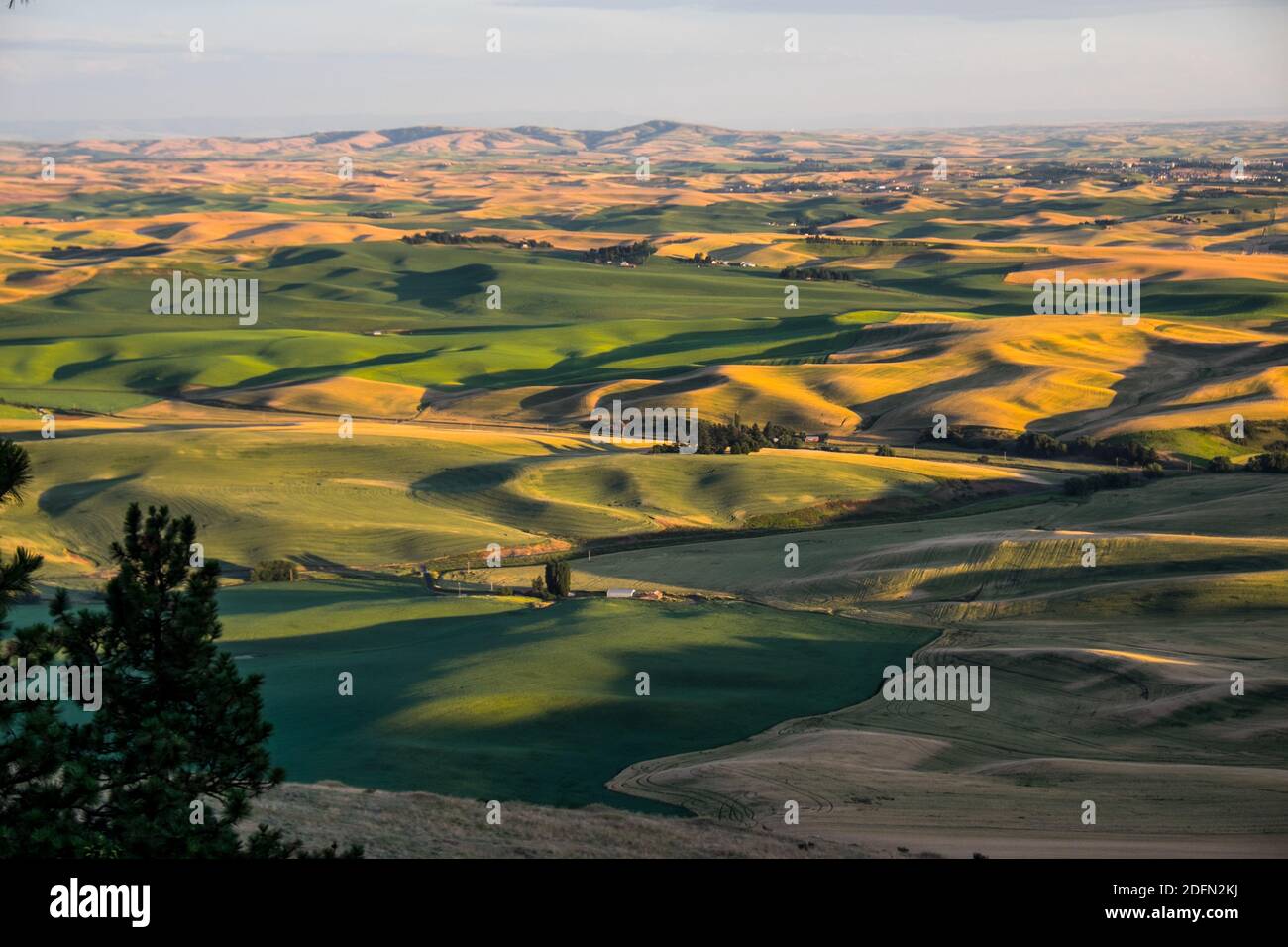 View of Palouse wheatfields from summit of Kamiak Butte, near Pullman, Washington, USA Stock Photo