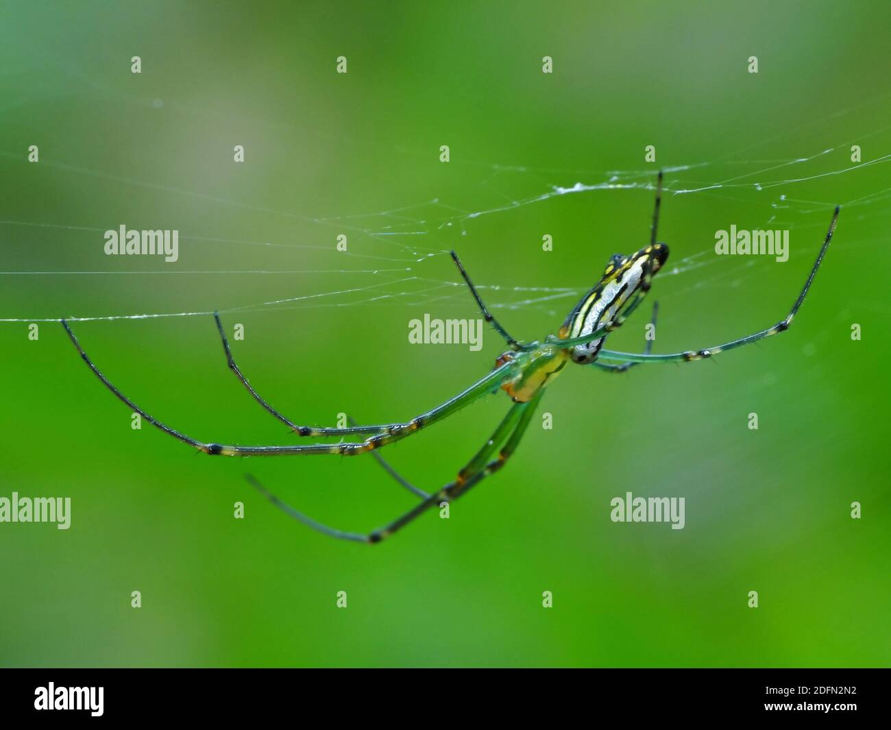 A spider is hunting food Stock Photo Alamy