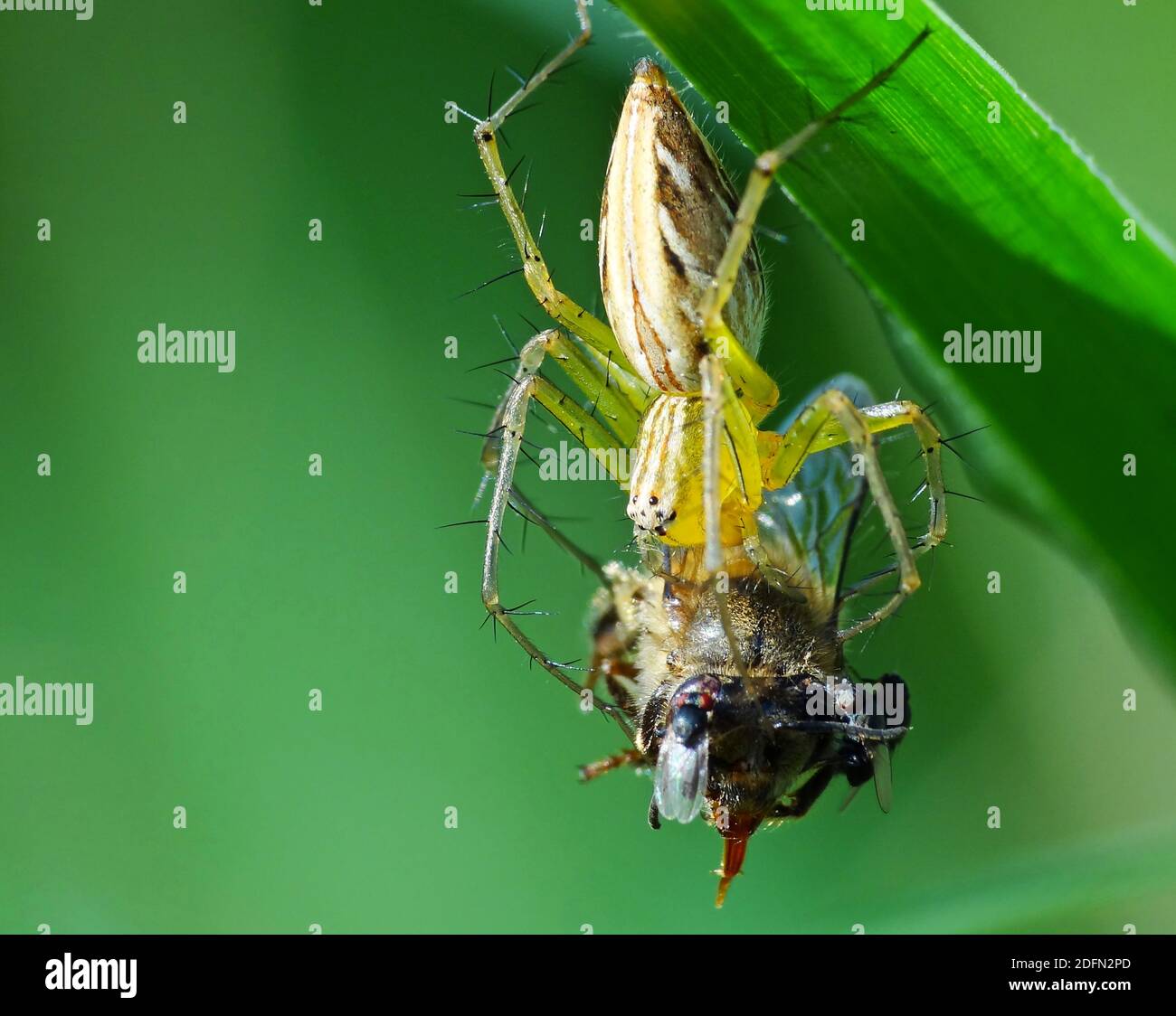 A spider is hunting food Stock Photo - Alamy