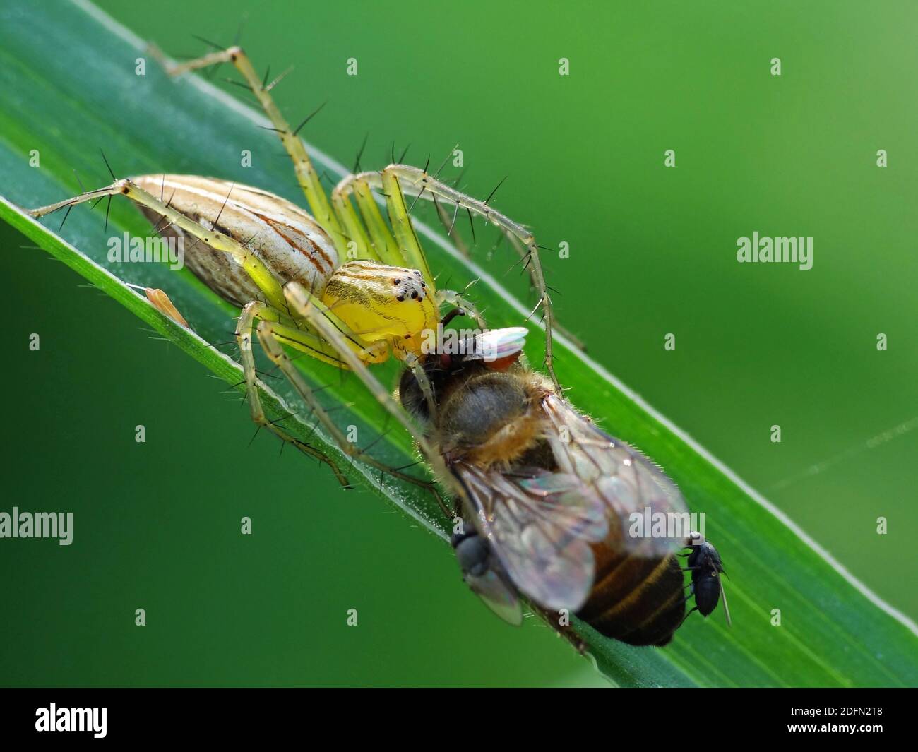 A spider is hunting food Stock Photo Alamy