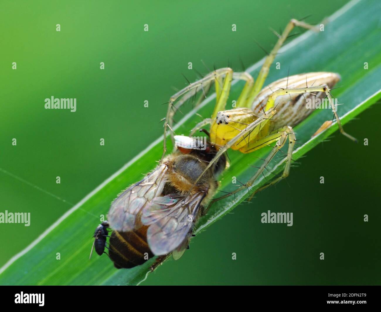 A spider is hunting food Stock Photo