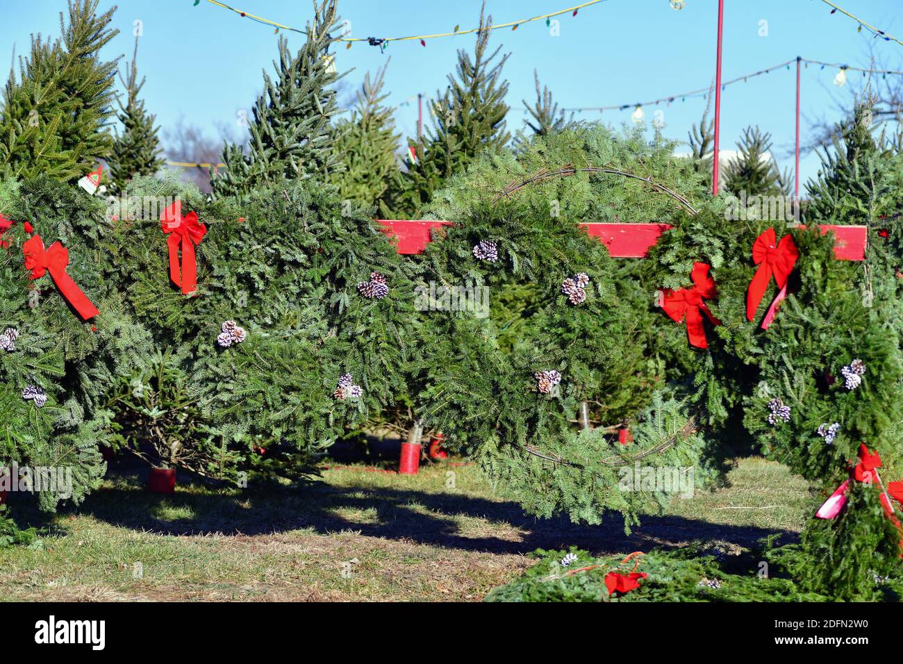 Bartlett, Illinois, USA. A seasonal Christmas tree sales area