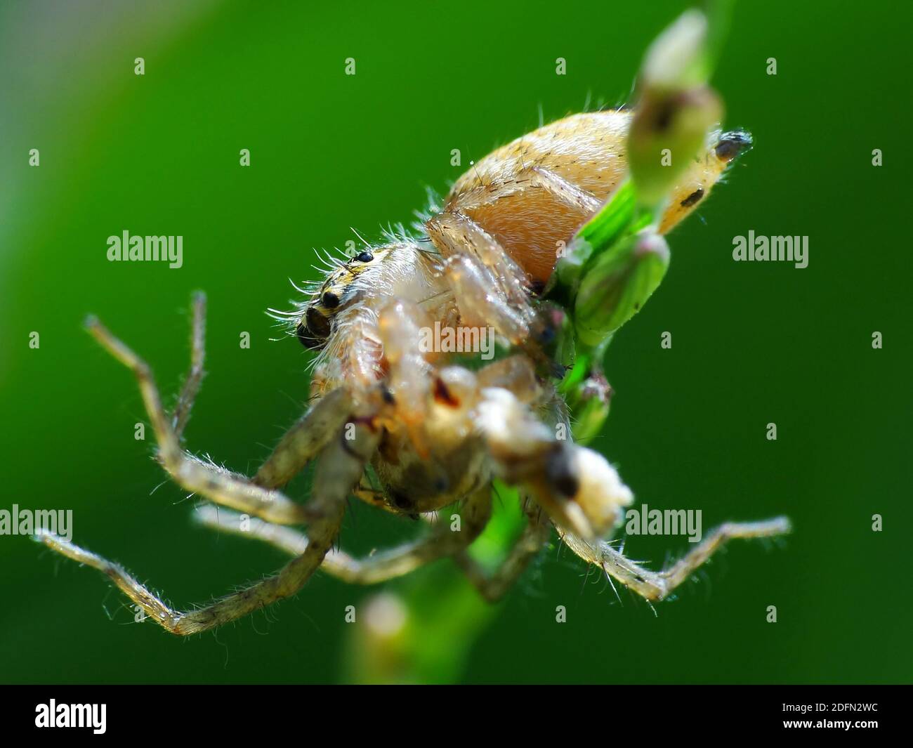 A spider is hunting food Stock Photo - Alamy