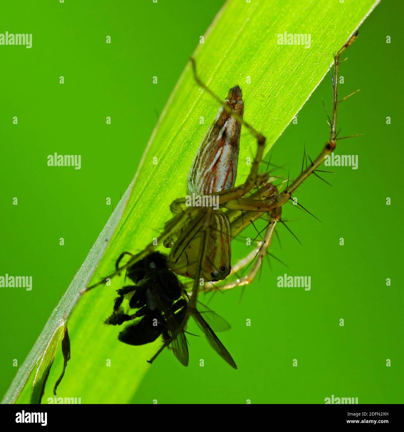 A spider is hunting food Stock Photo Alamy