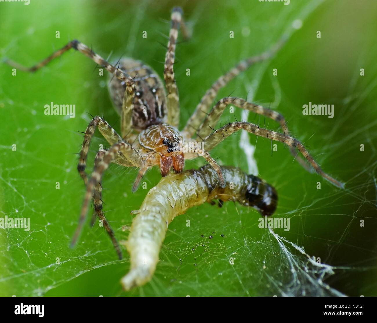 A spider is hunting food Stock Photo - Alamy