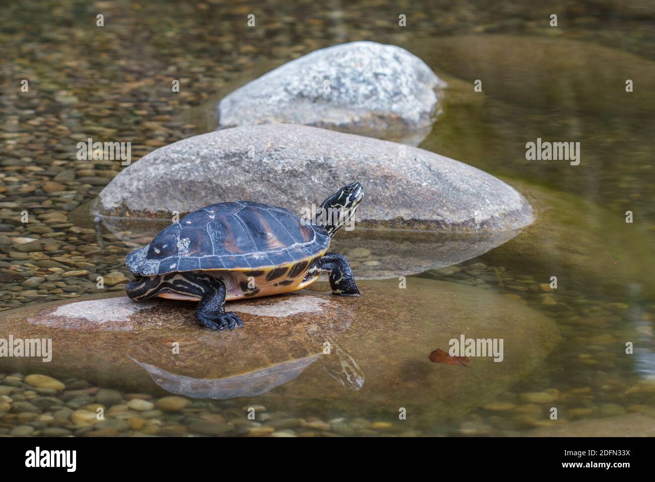 Gelbbauch-Schmuckschildkröte (Trachemys scripta scripta) Stock Photo