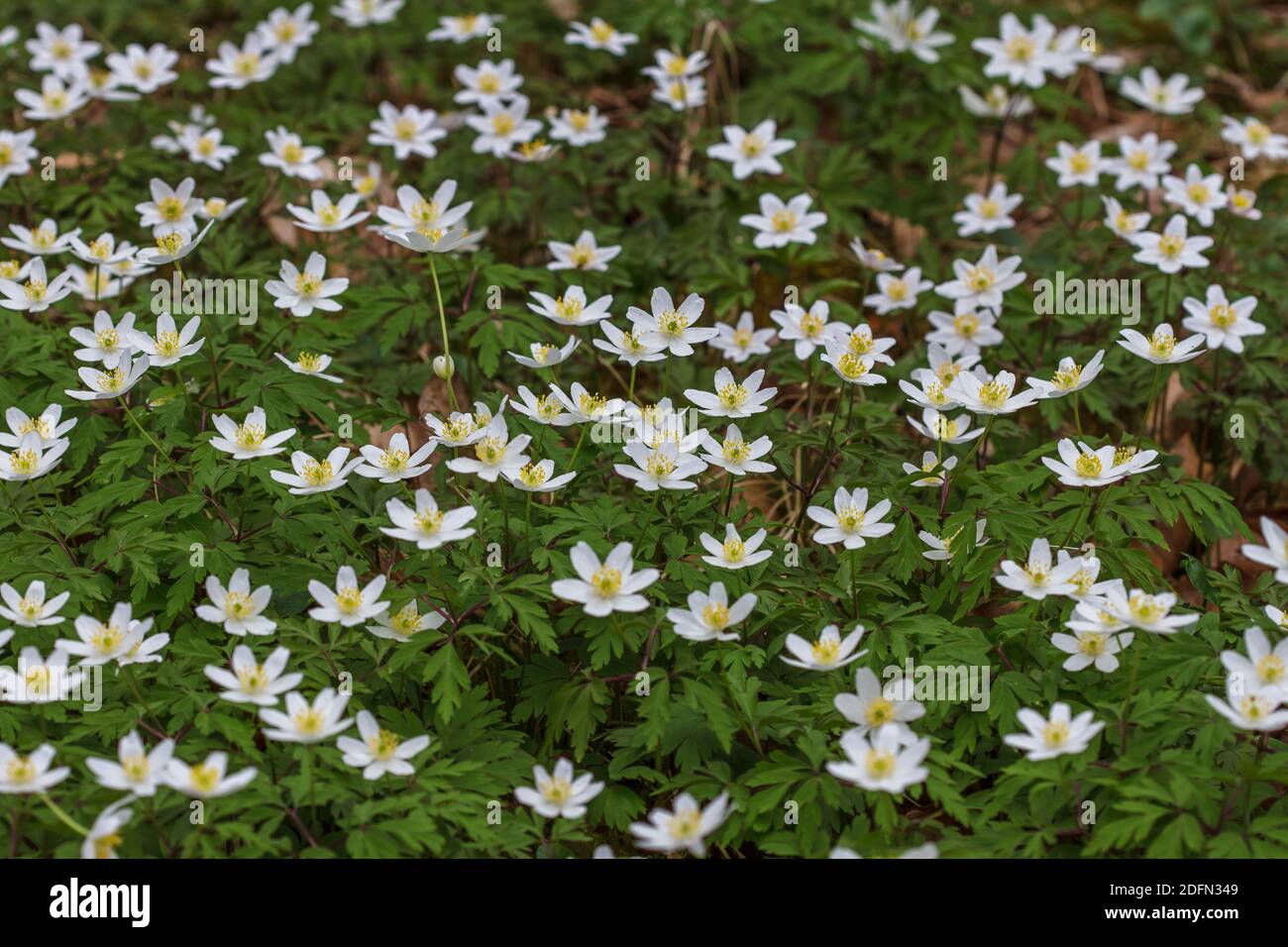 Buschwindröschen (Anemone nemorosa Stock Photo - Alamy