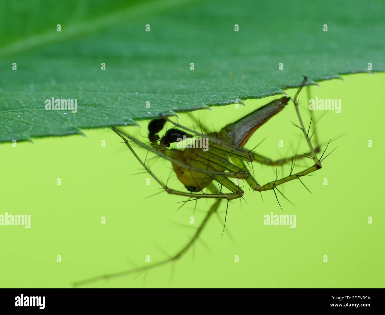 A spider is hunting food Stock Photo Alamy