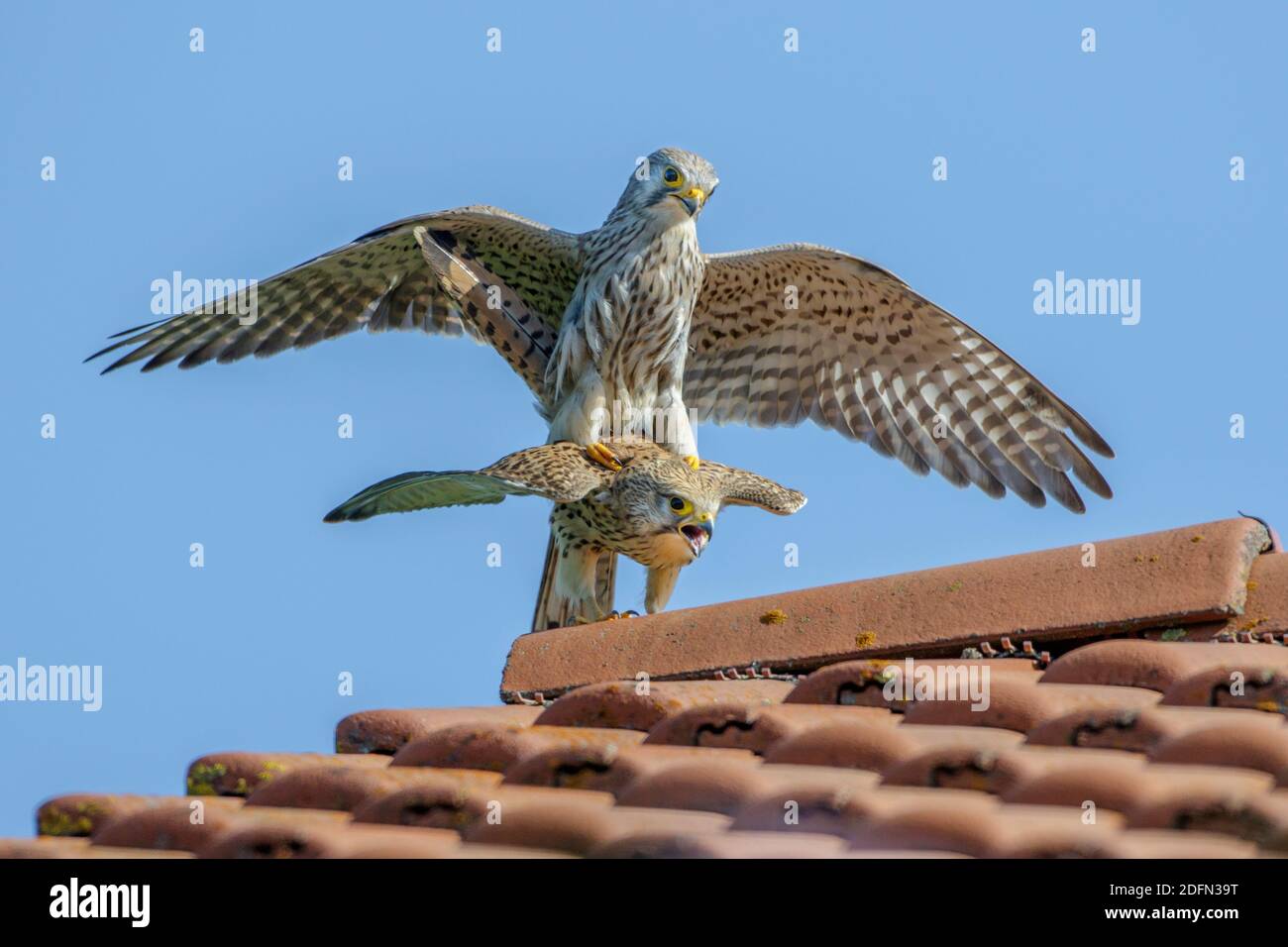 Turmfalke (Falco tinnunculus) Paarung Stock Photo